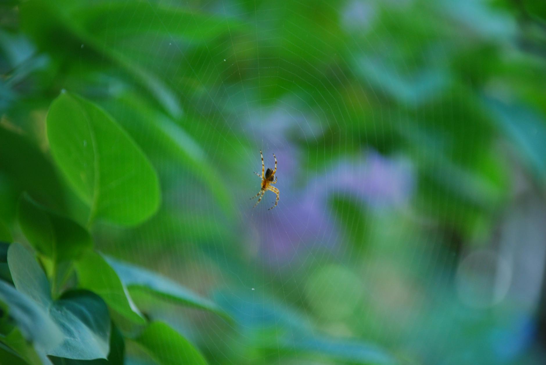 Mosquito control in Indianapolis, IN