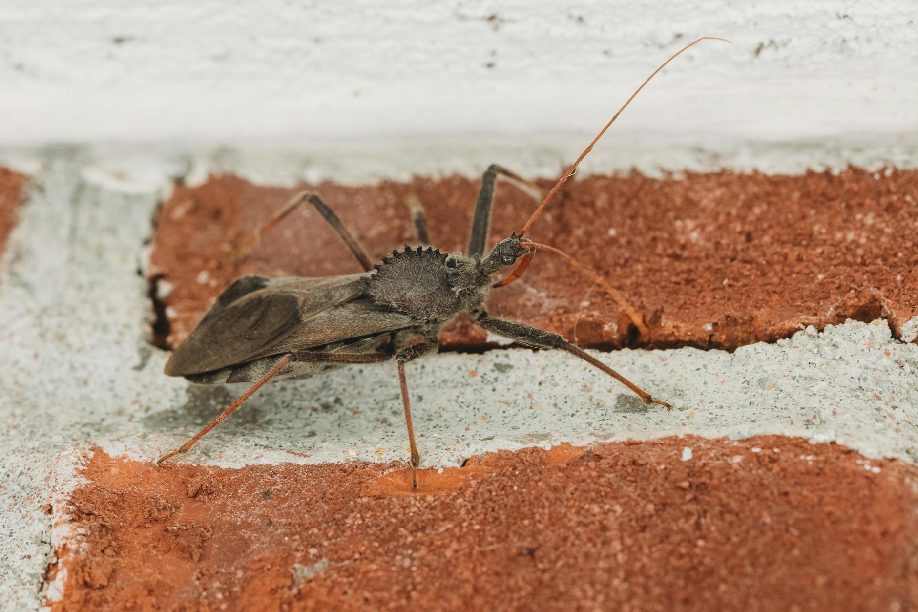 Pest Control service in Kalamazoo, MI