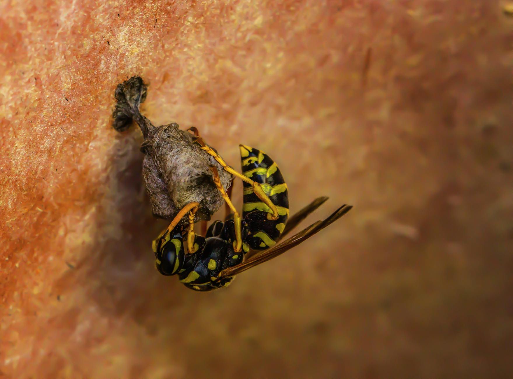 Pest Control service in Brookfield, WI