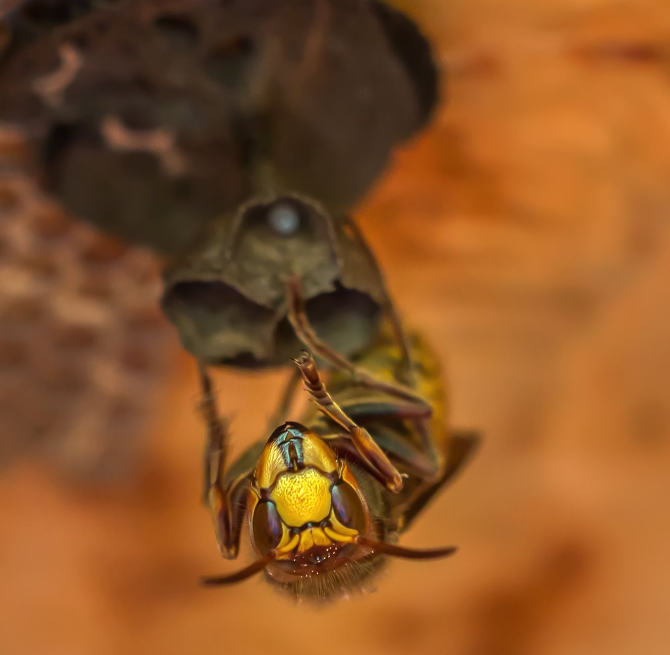 Terminator Pest Control — pest control in Louisville, OH