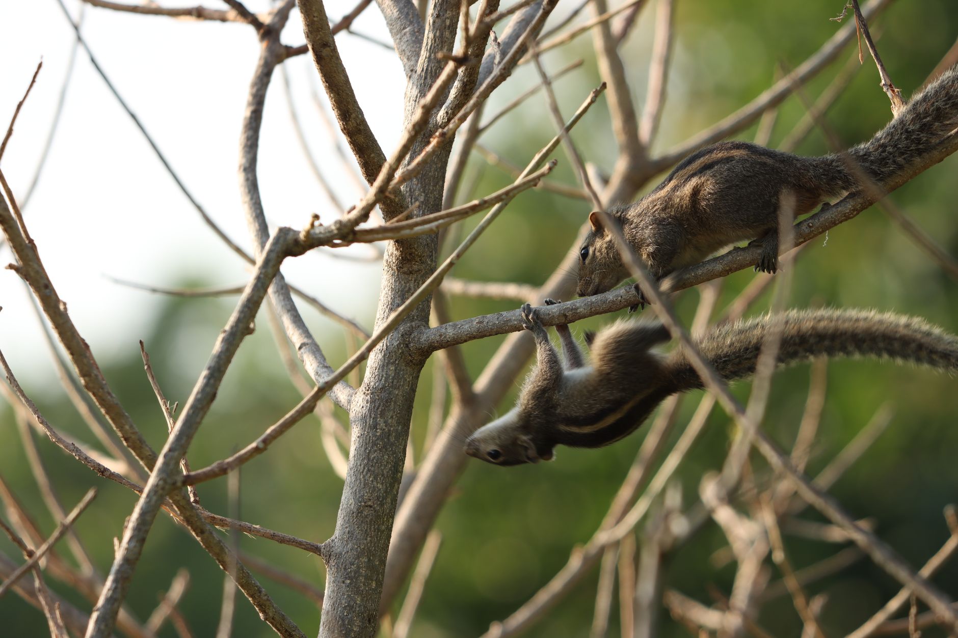 Pest Control service in Danvers, MA