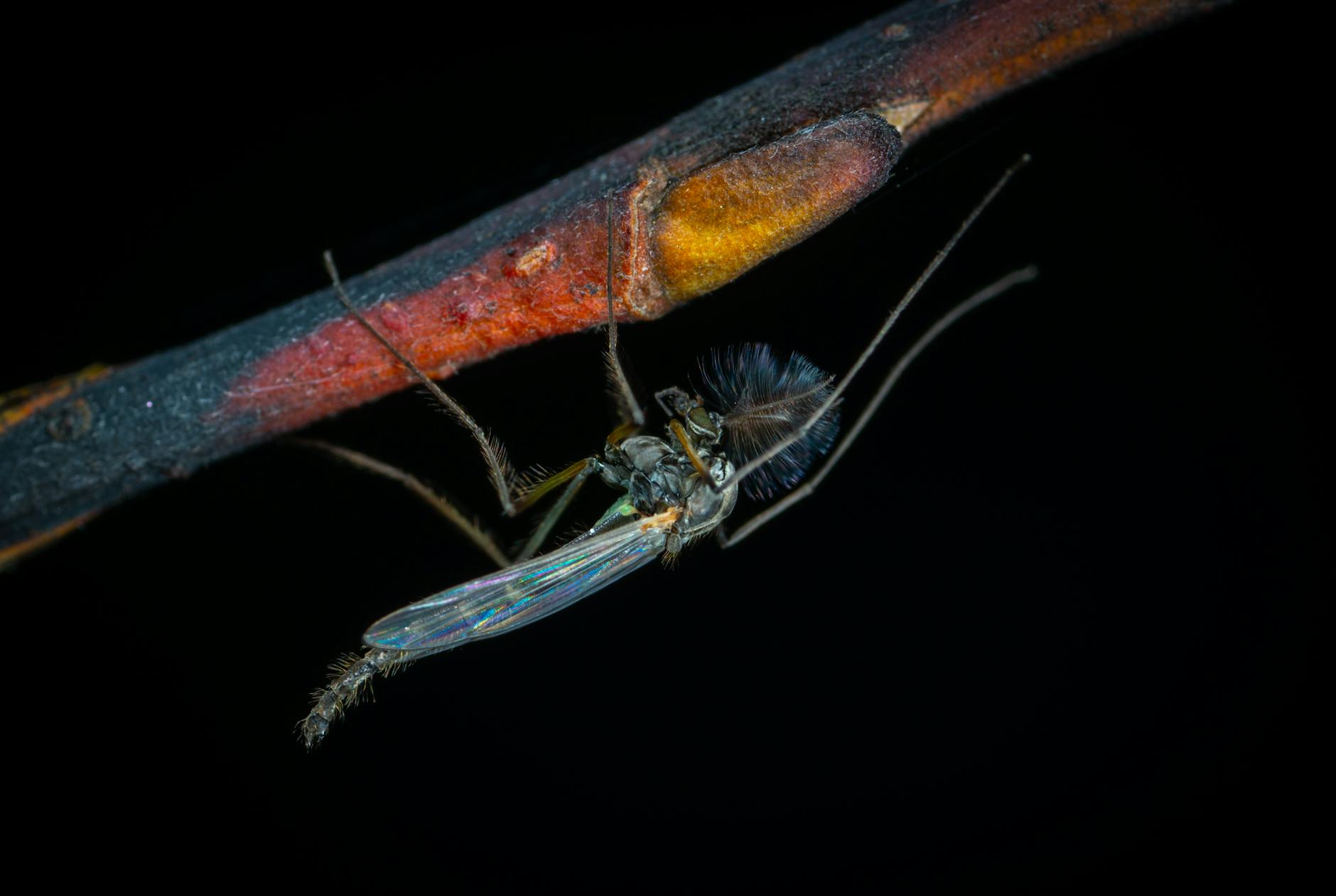 Mosquito control in Blue Ash, OH
