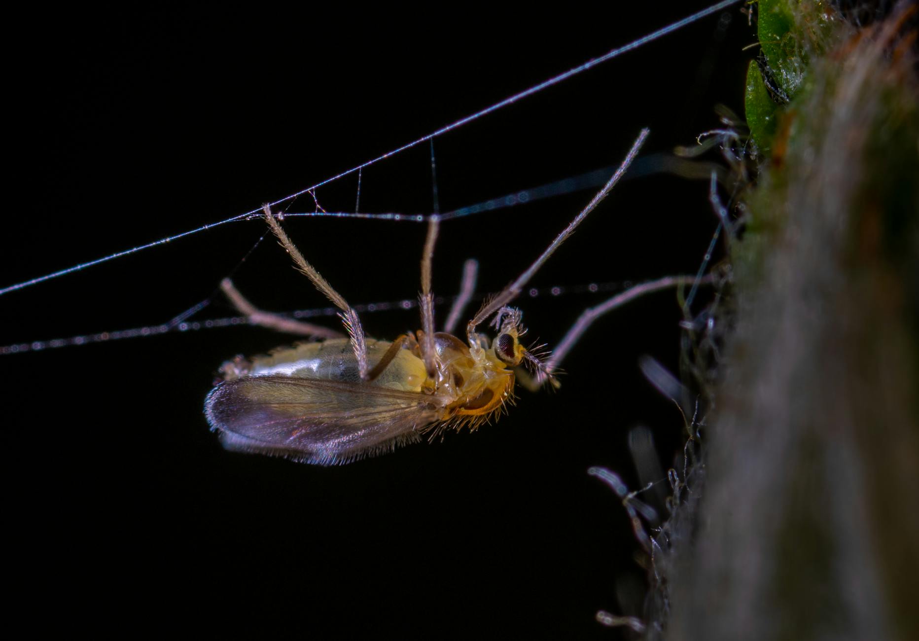 Mosquito control in Summerfield, FL