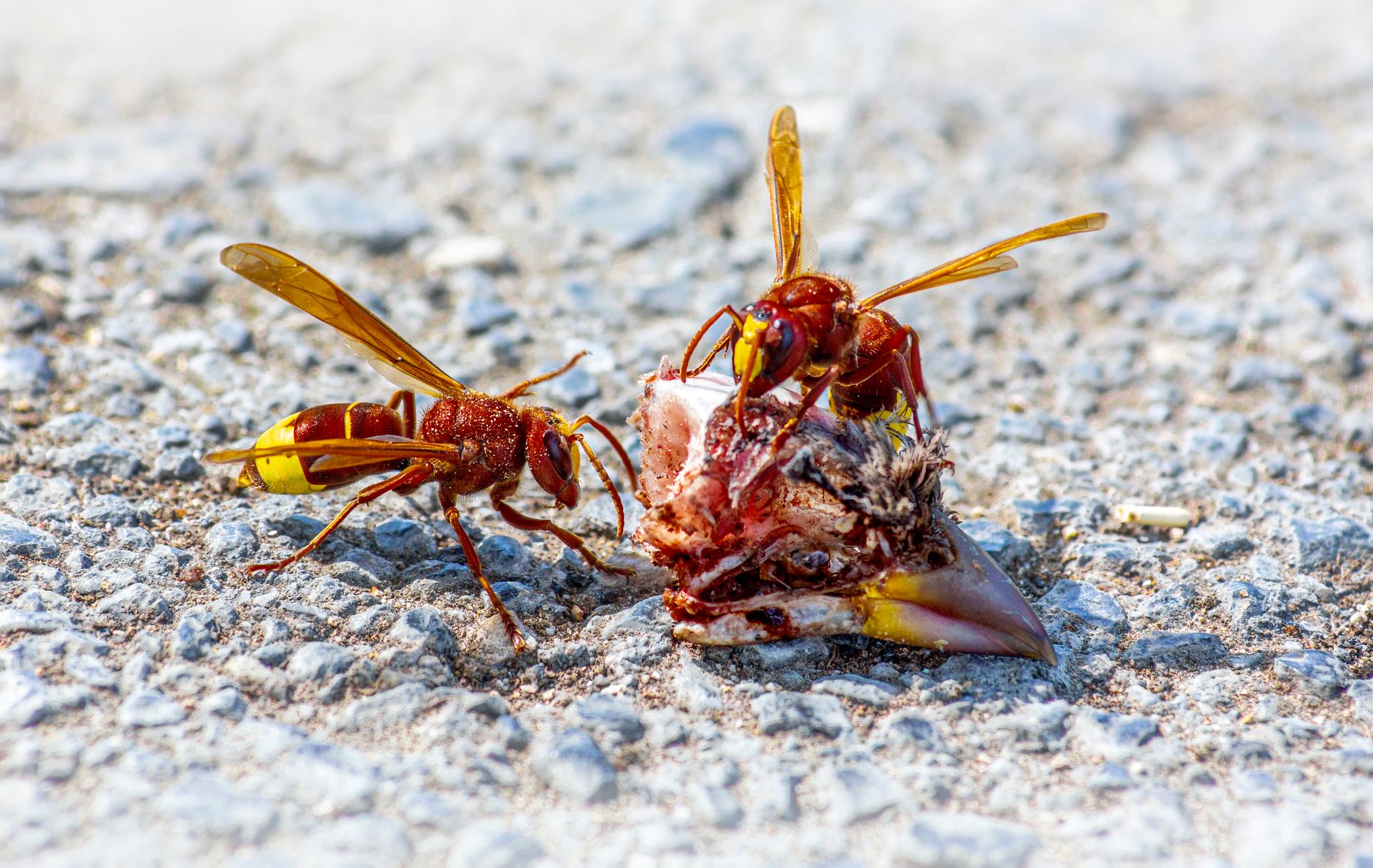 Pest Control service in South Bend, IN
