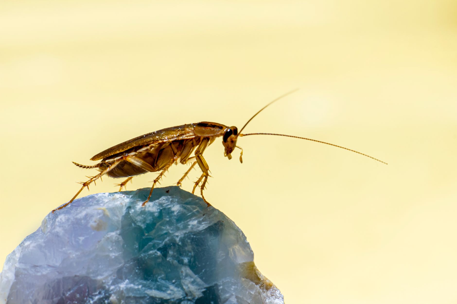 Pest Control service in Wisconsin