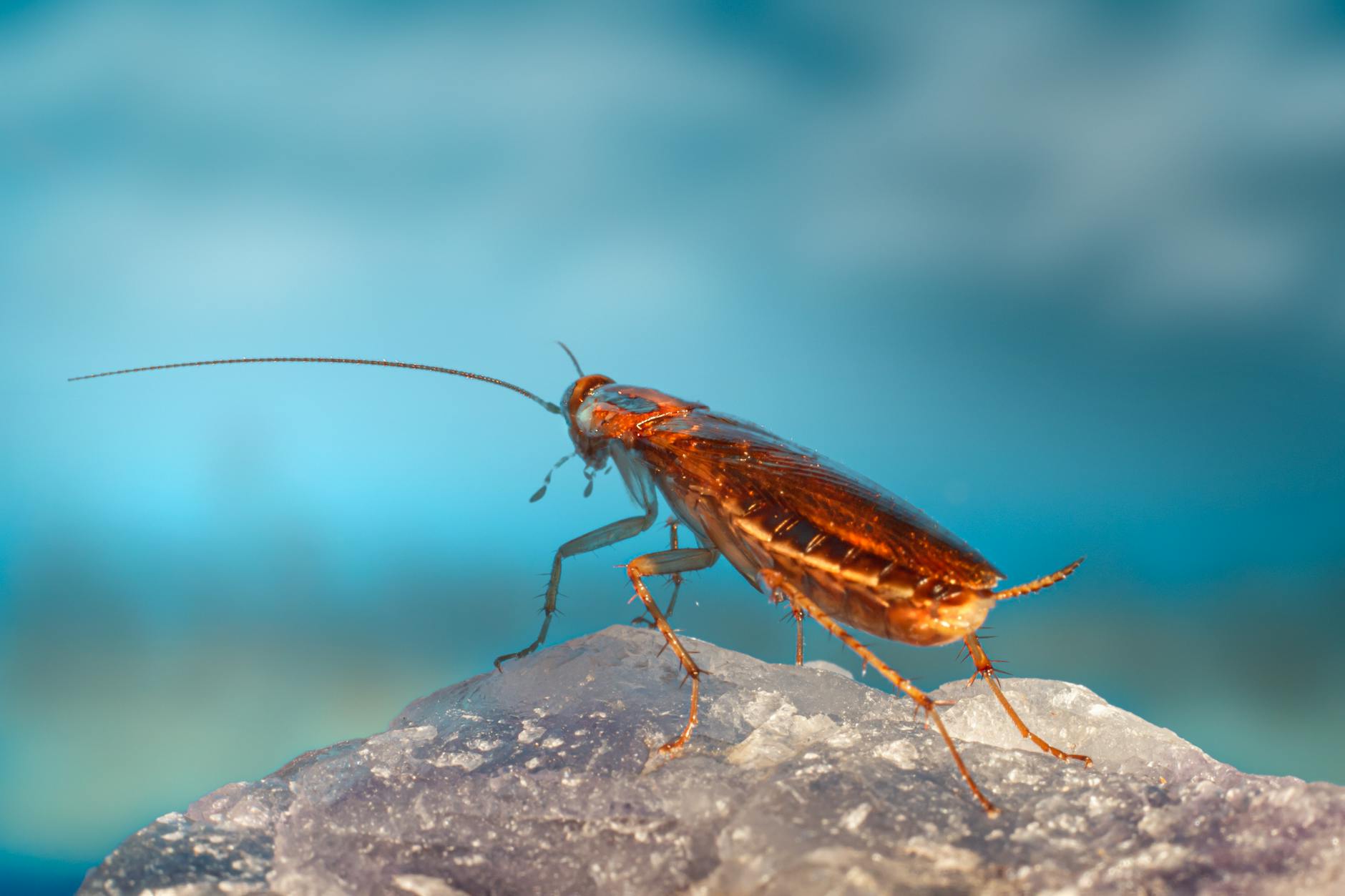 Accurate Pest Control — pest control in Kansas City, MO