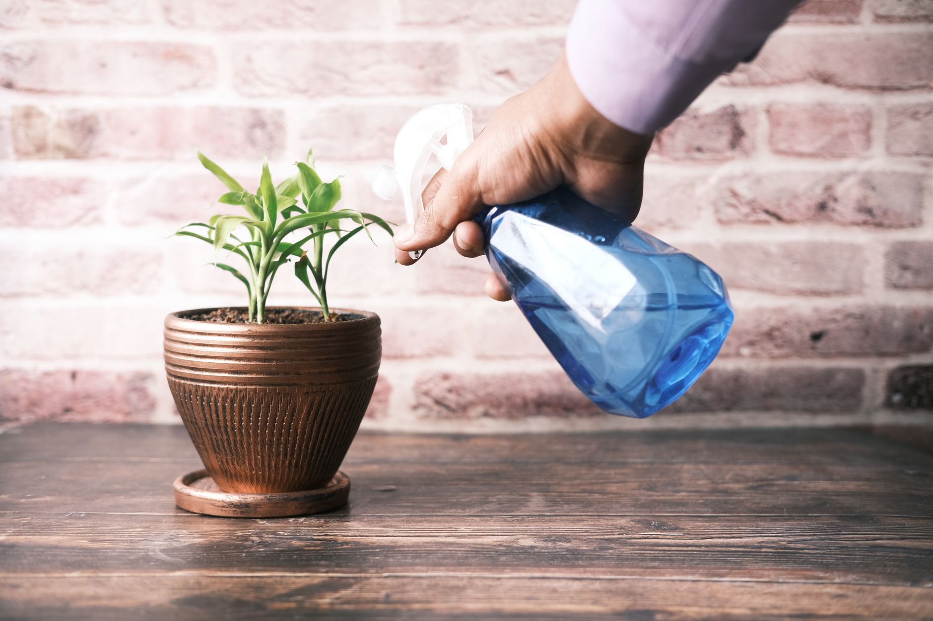 Pest Control service in Atlanta, GA