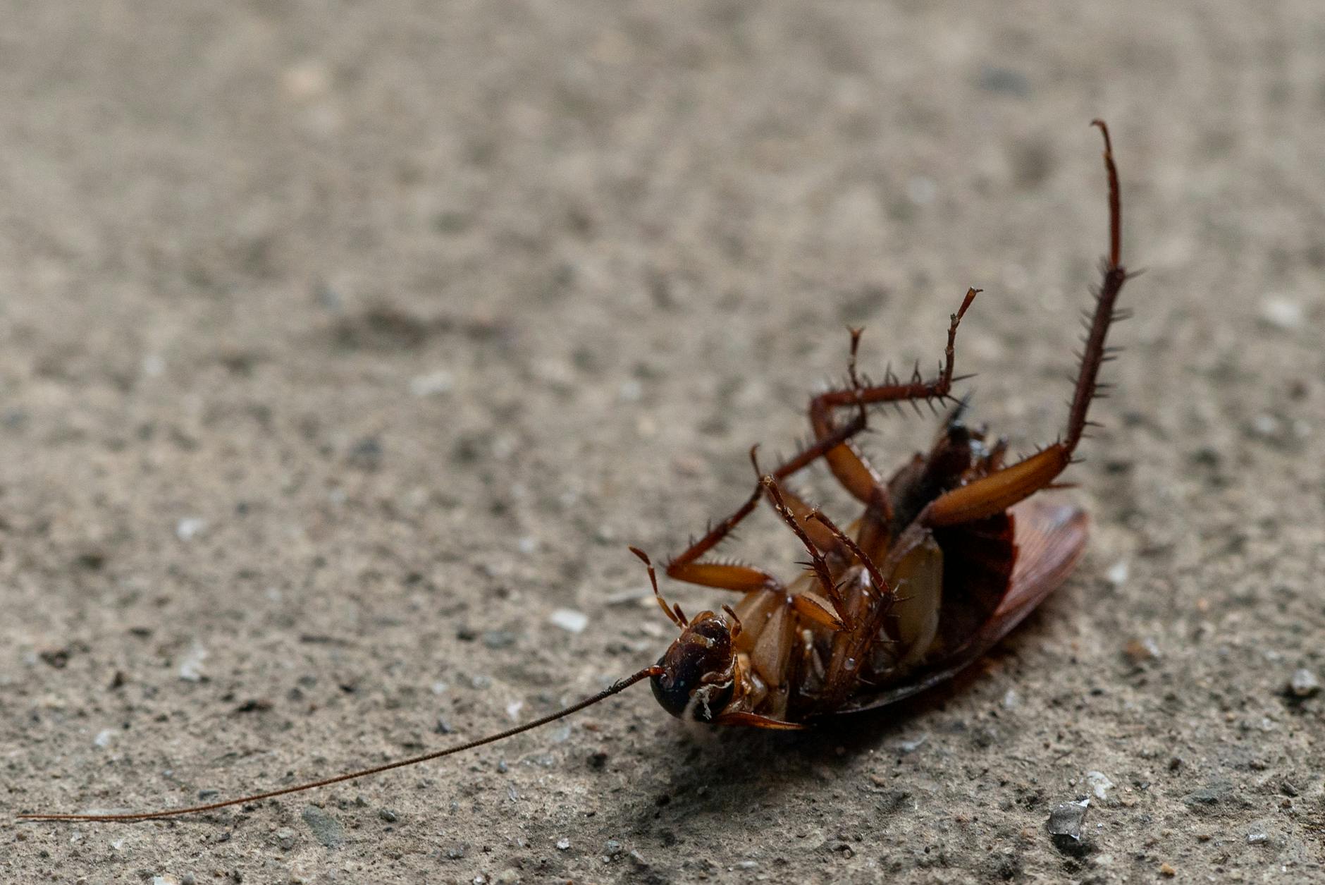 Webb Pest Control Services — pest control in Indianapolis, IN