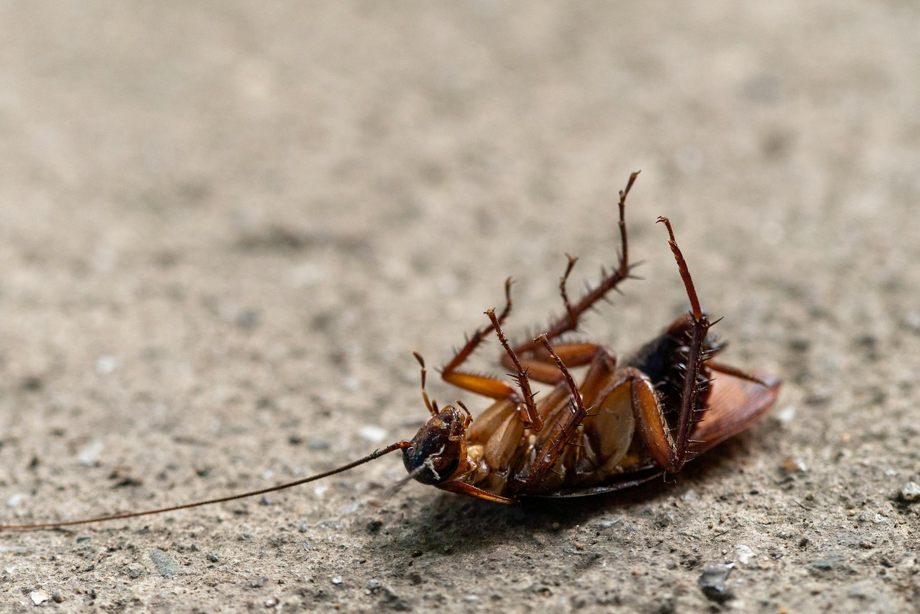 Pest Control service in Liberty, MO