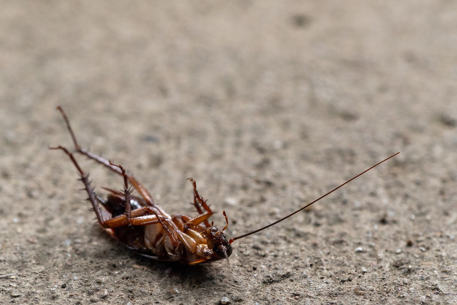 Advance Pest Control, Inc. — pest control in Southfield, MI