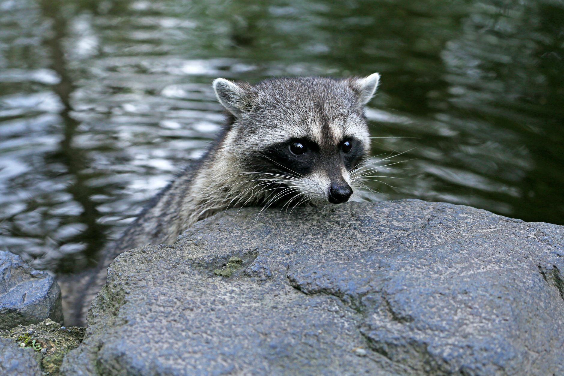 Wildlife removal in Crestview, FL