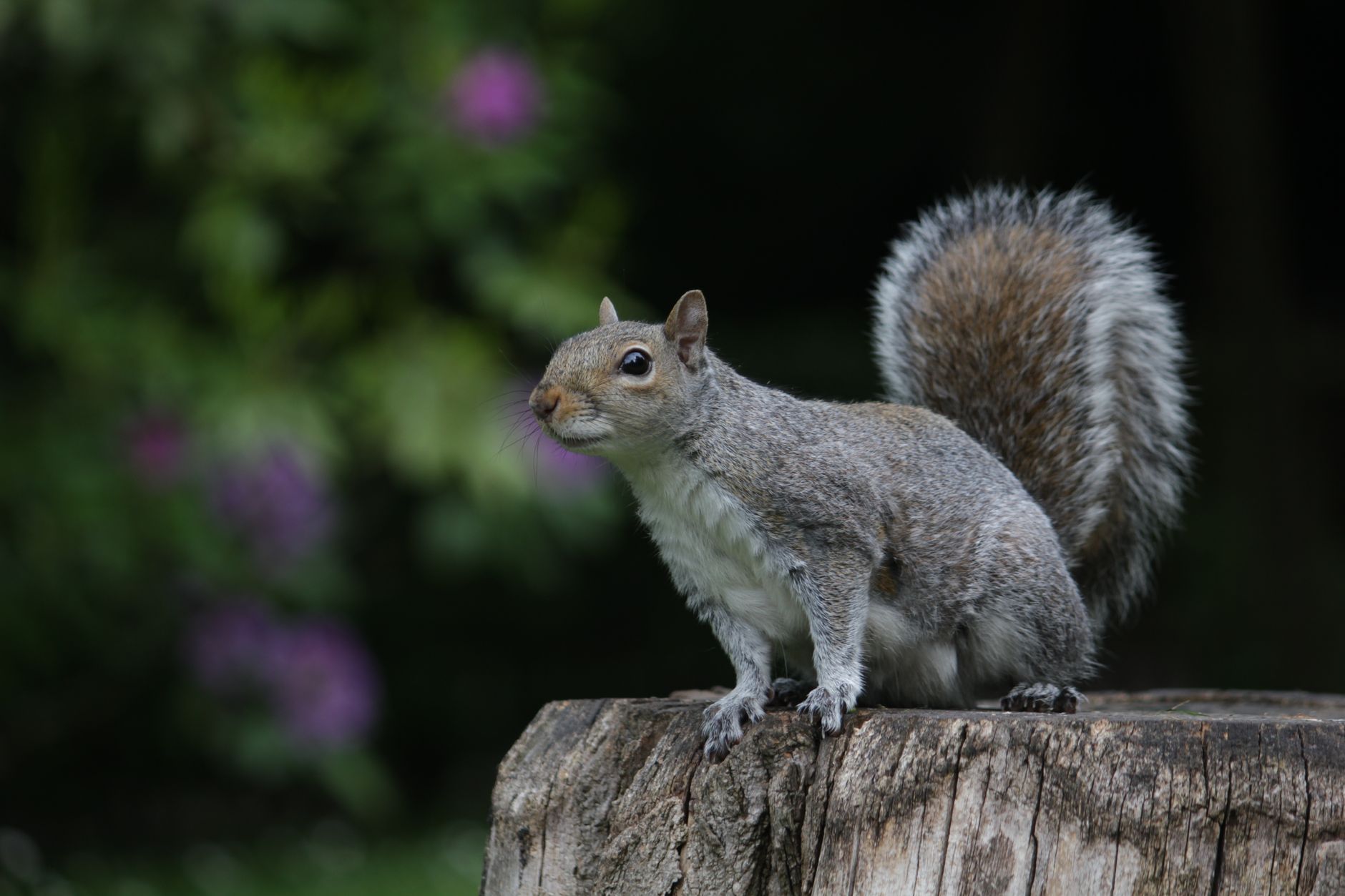 Pest Control service in Broadview Heights, OH
