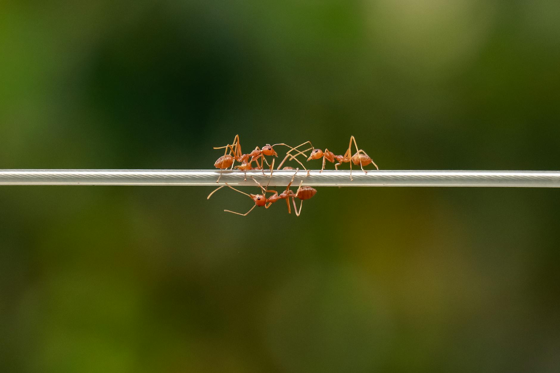 Ortex Termite and Pest Control — pest control in Atlanta, GA