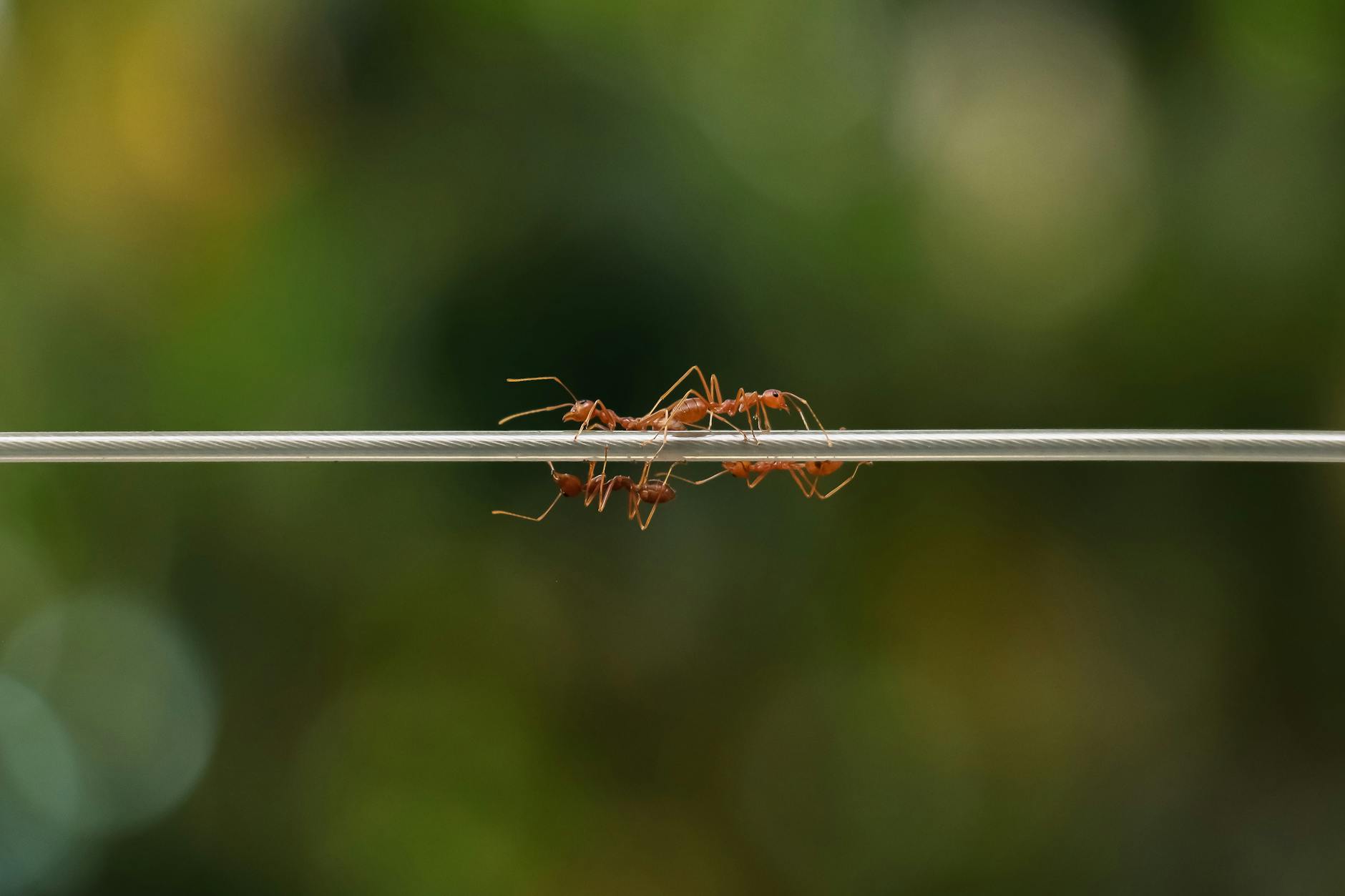 Pest Control service in Raleigh, NC