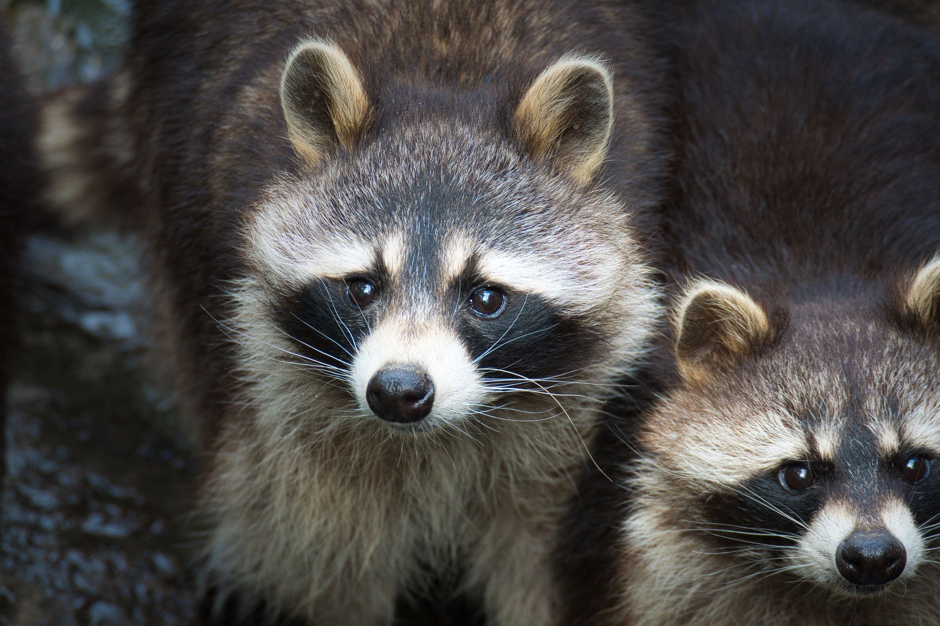 Pest Control service in Lorain, OH
