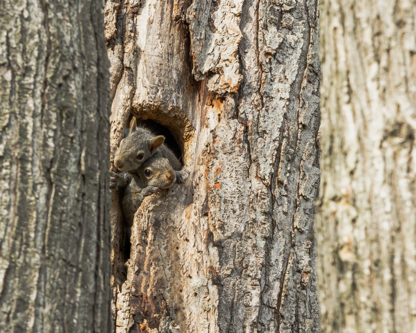 Davis Termite & Pest Solutions — pest control in Cincinnati, OH