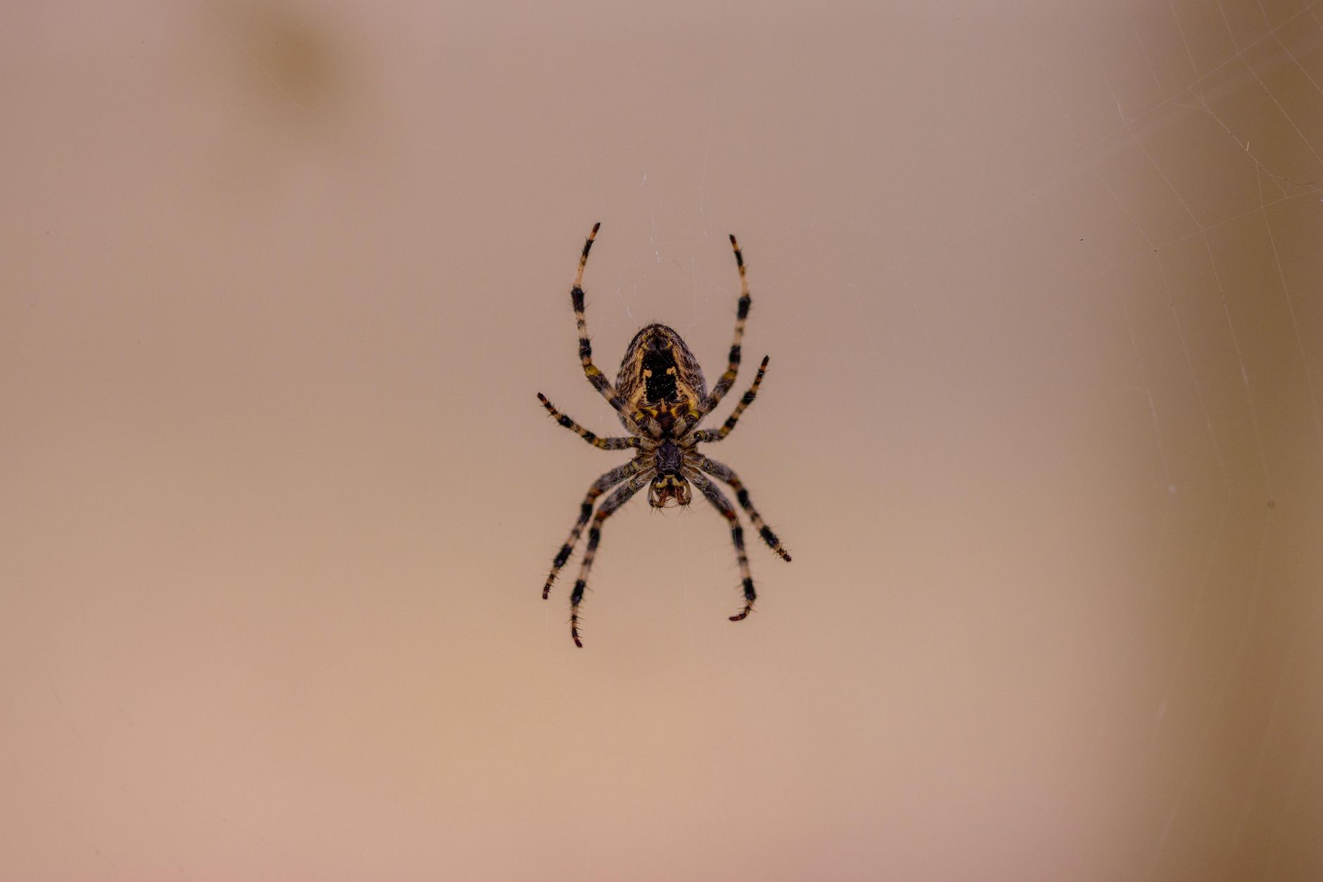 Termite control in Los Angeles, CA