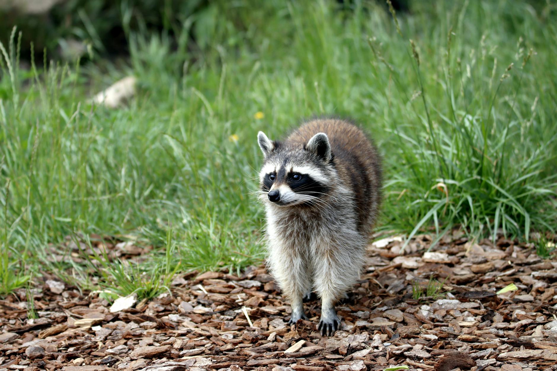 Cedar Ridge Pest Control — pest control in Alamo, TX