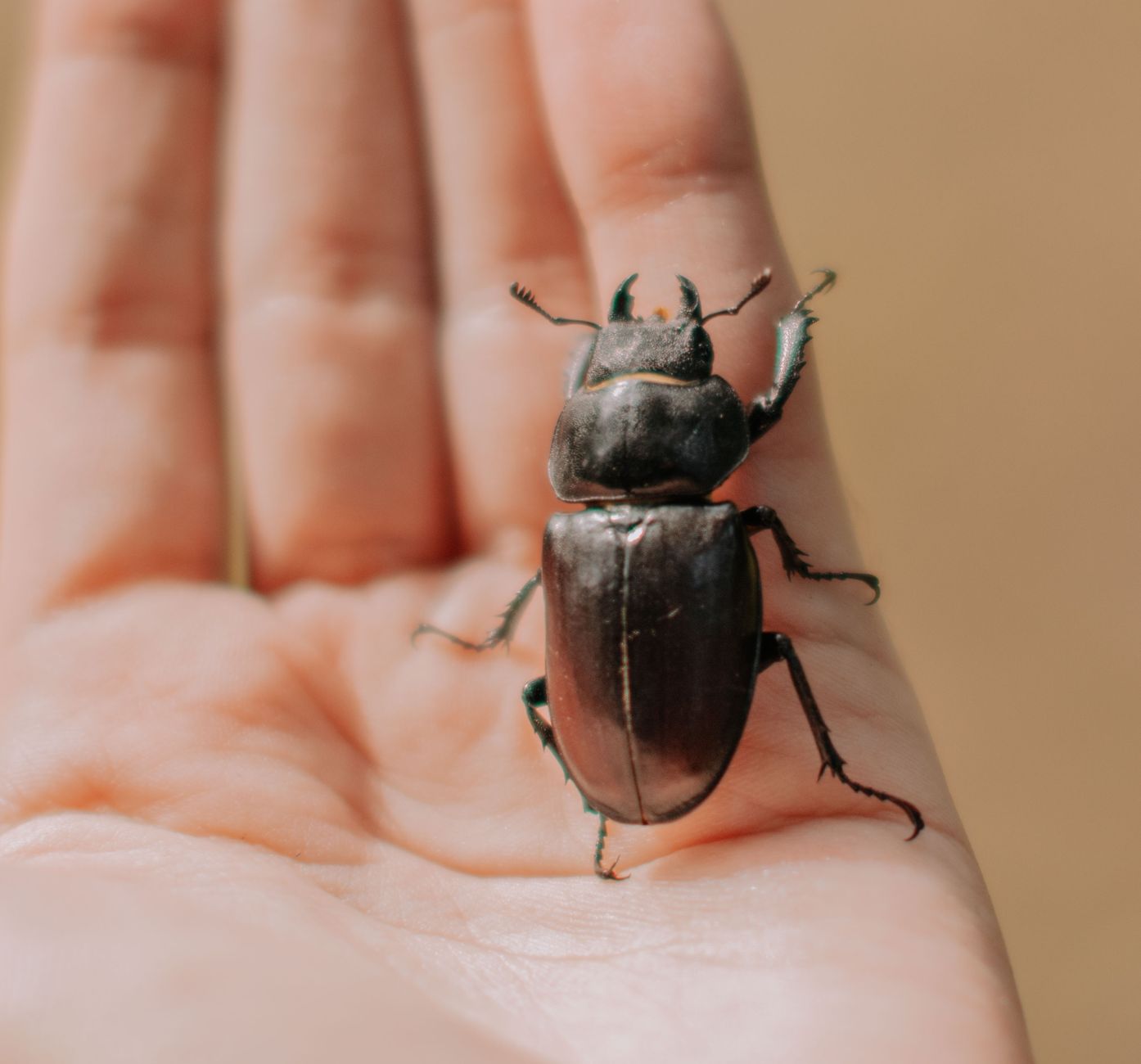 Pest Control service in Los Angeles, CA