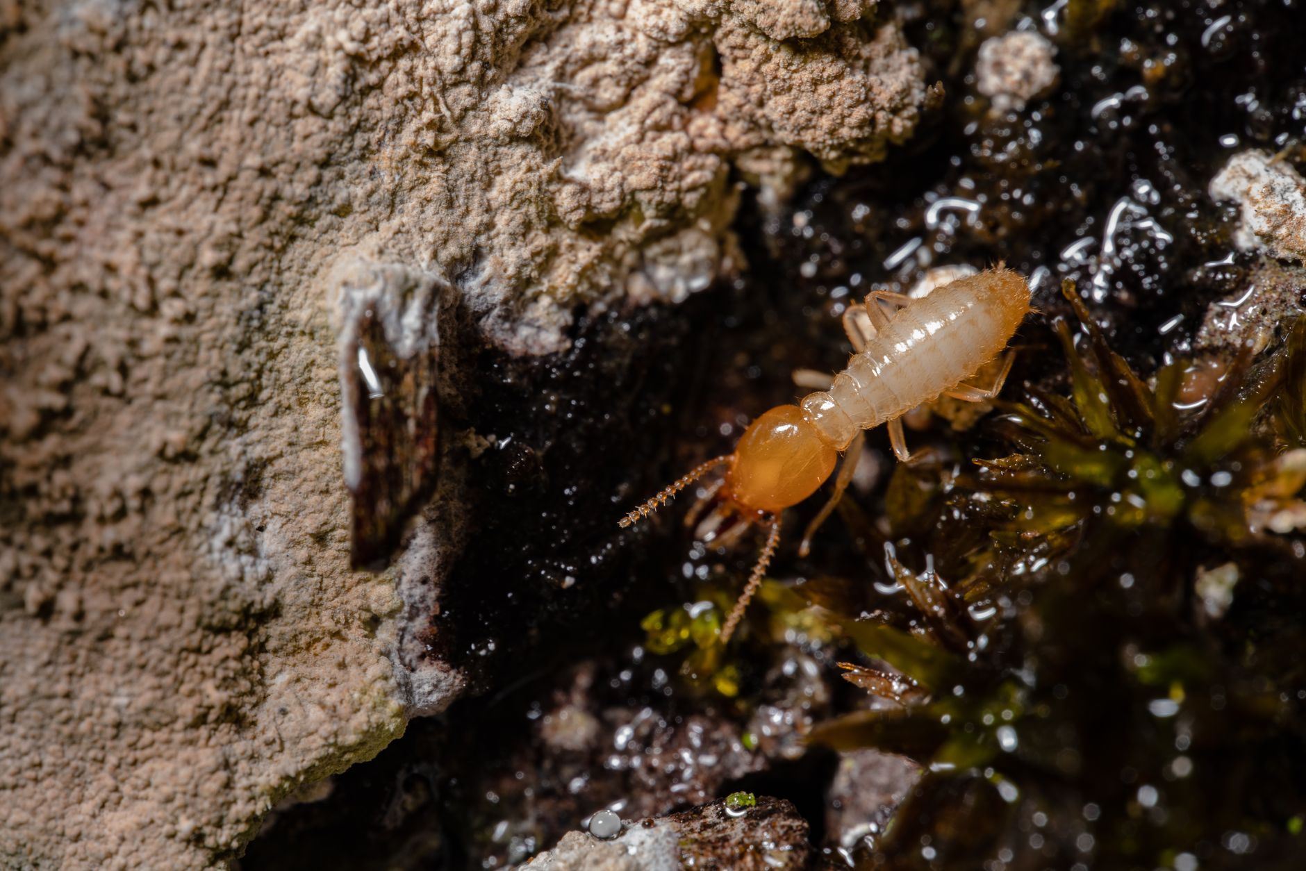 Termite control in Middletown, NY