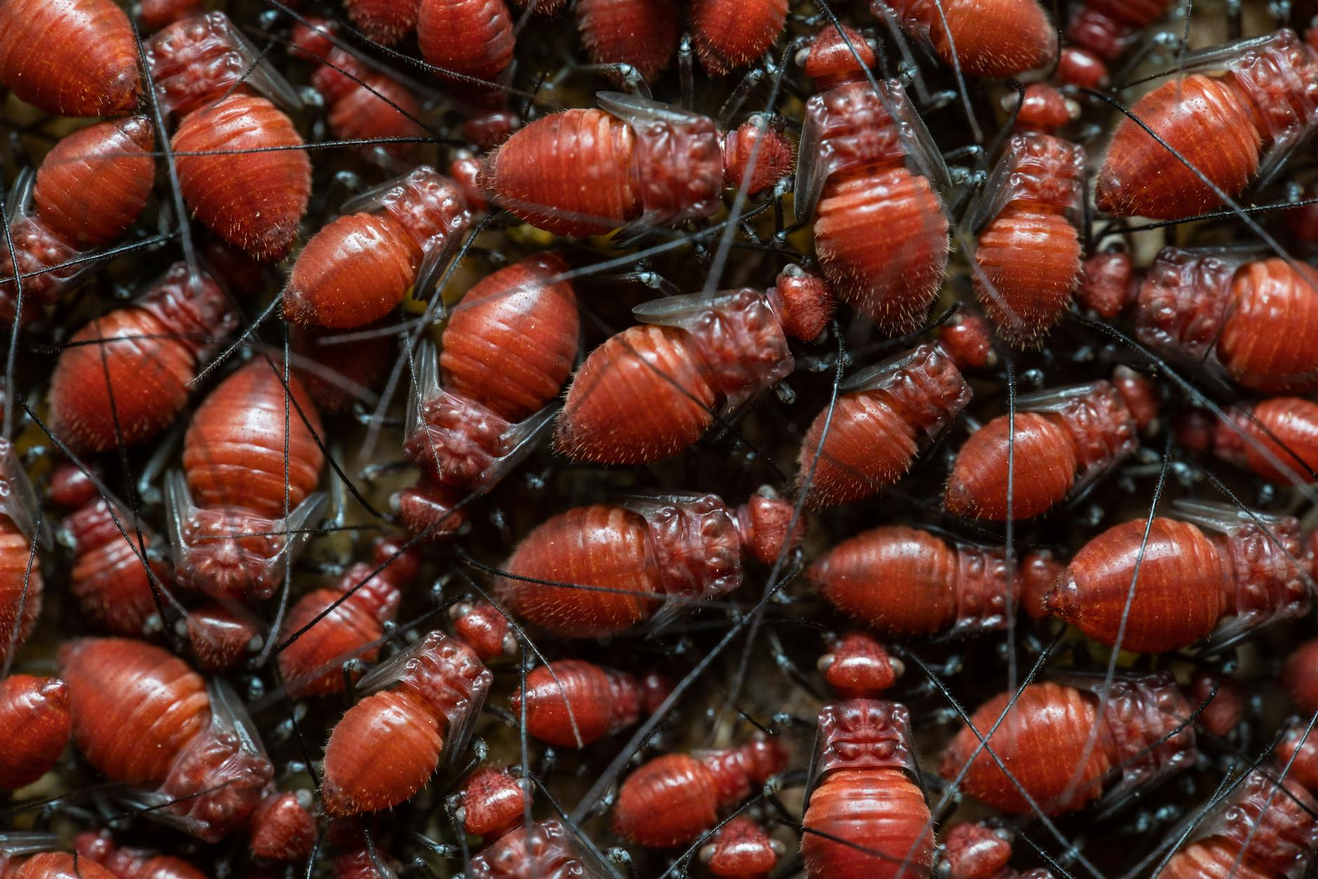 Pest Control service in Arlington, VA