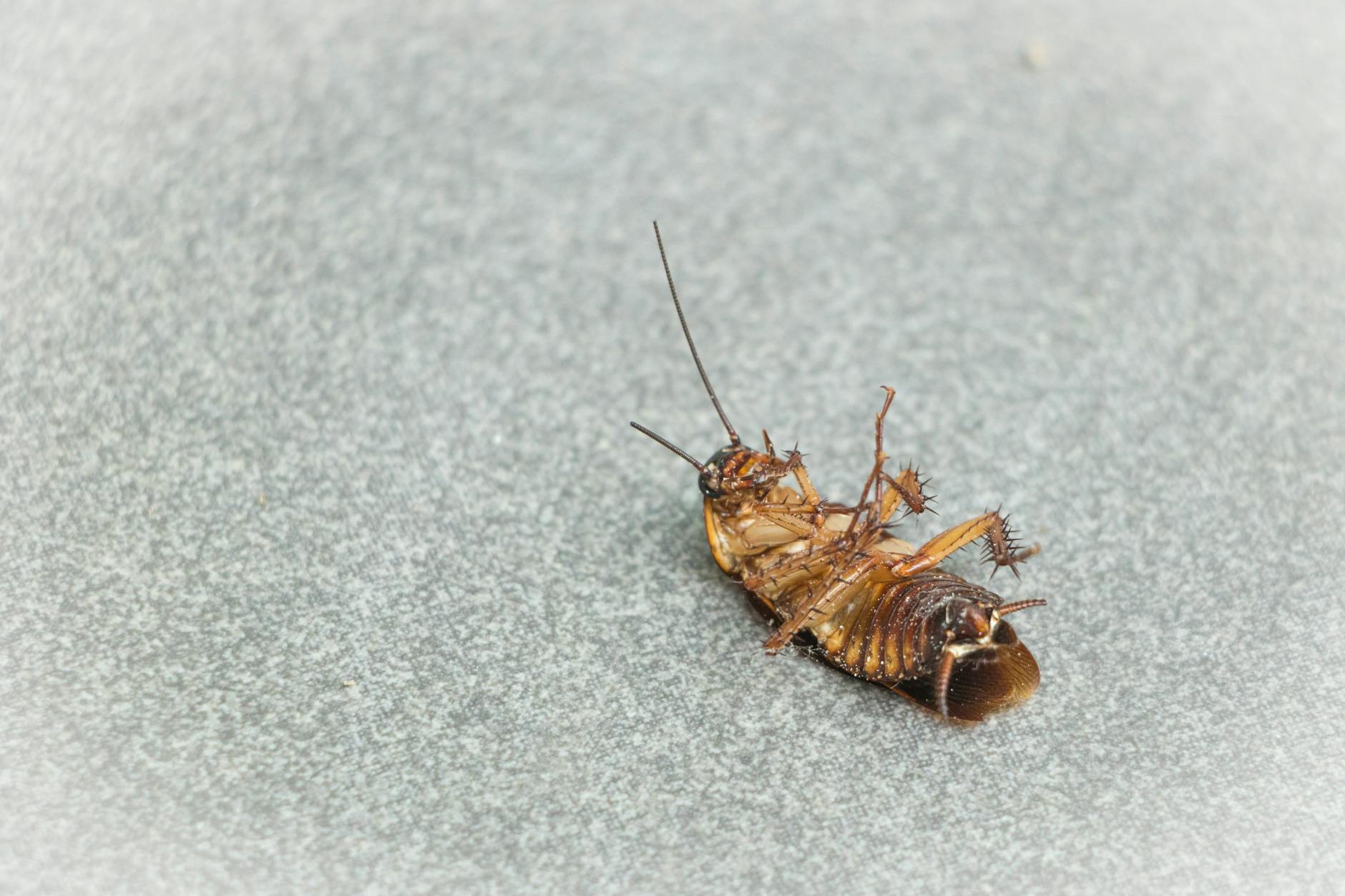Mosquito control in Reading, OH