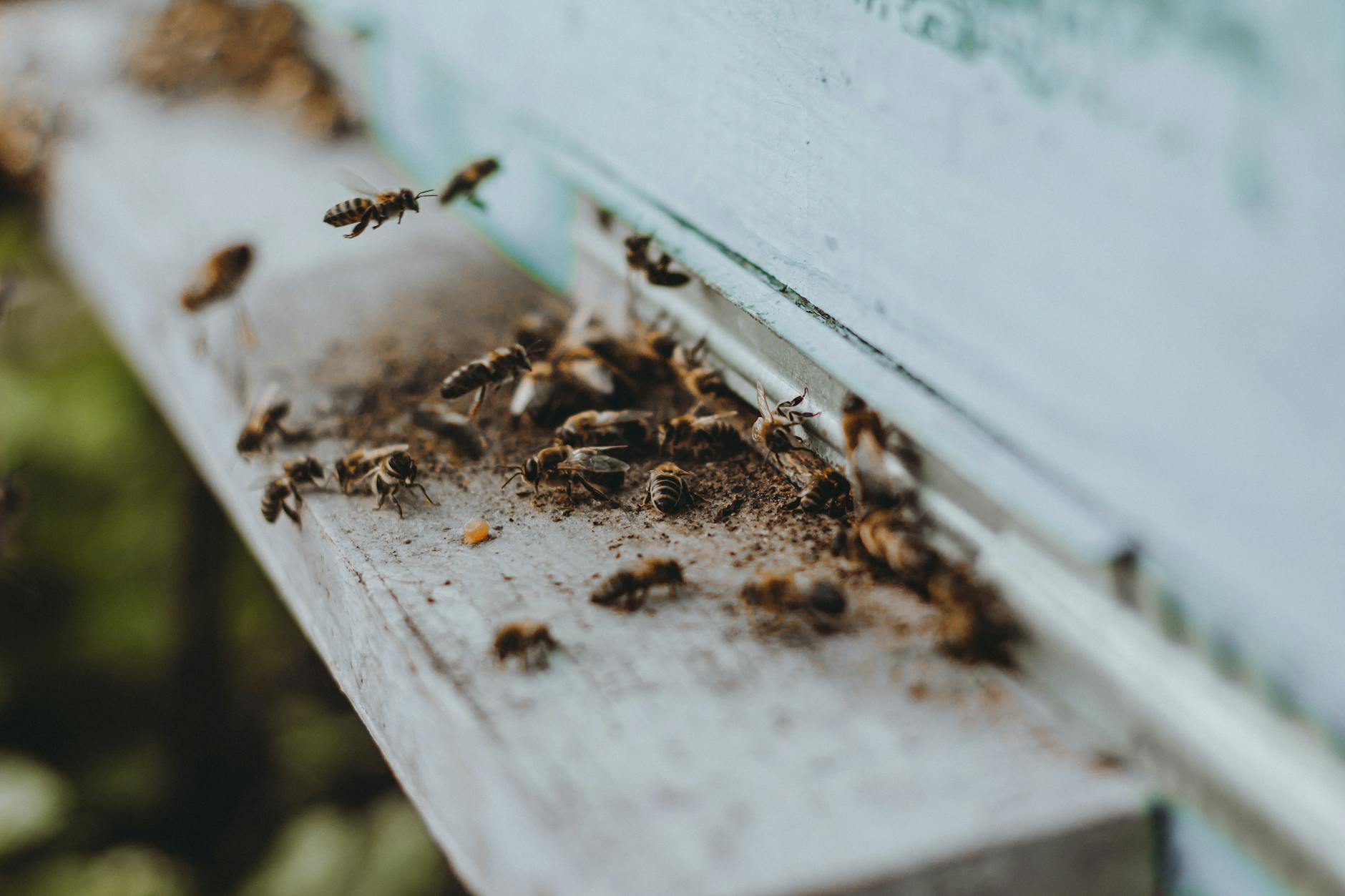 Pest Control service in New York City, NY