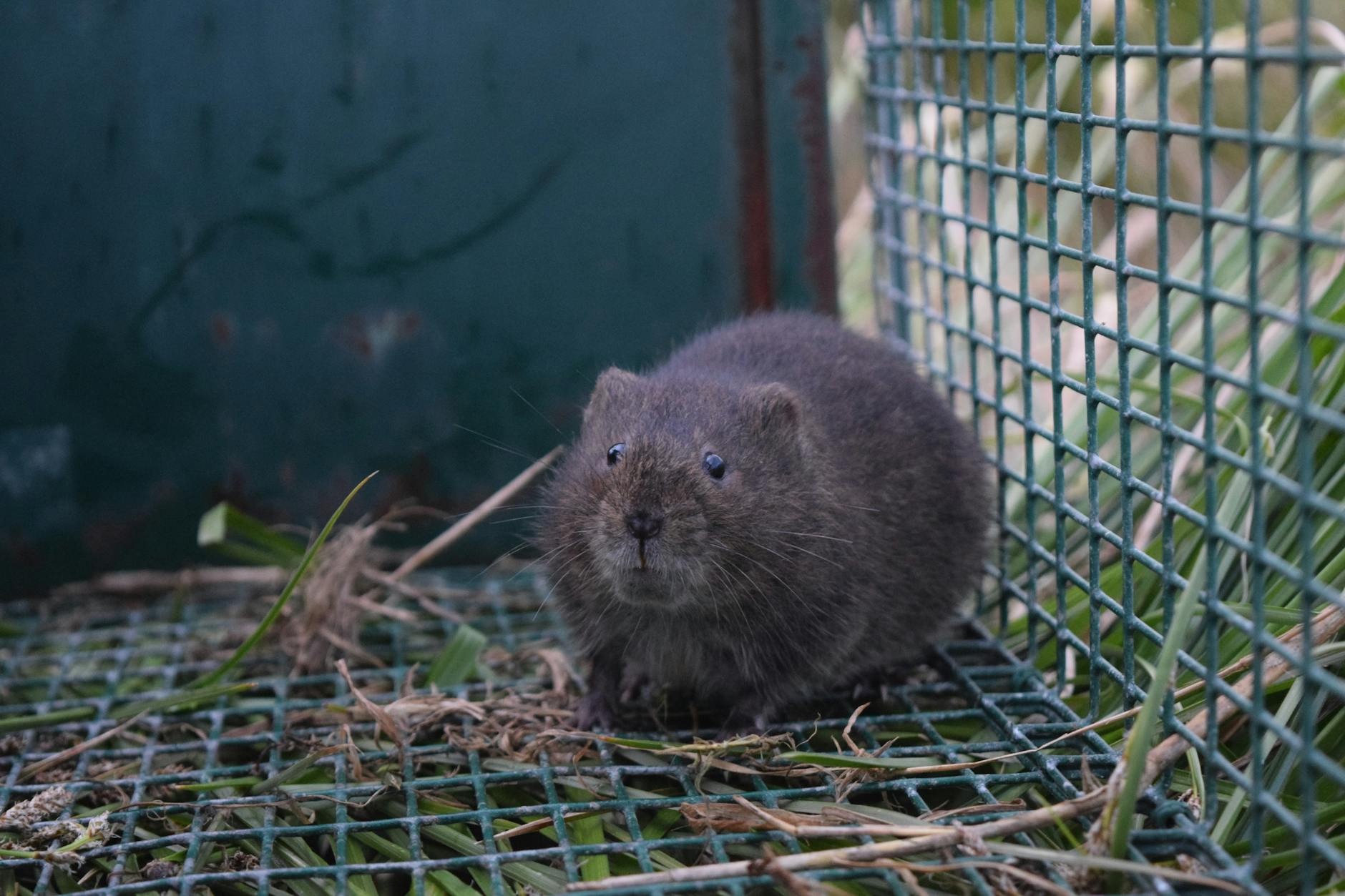 Pest Control service in Summit, IL