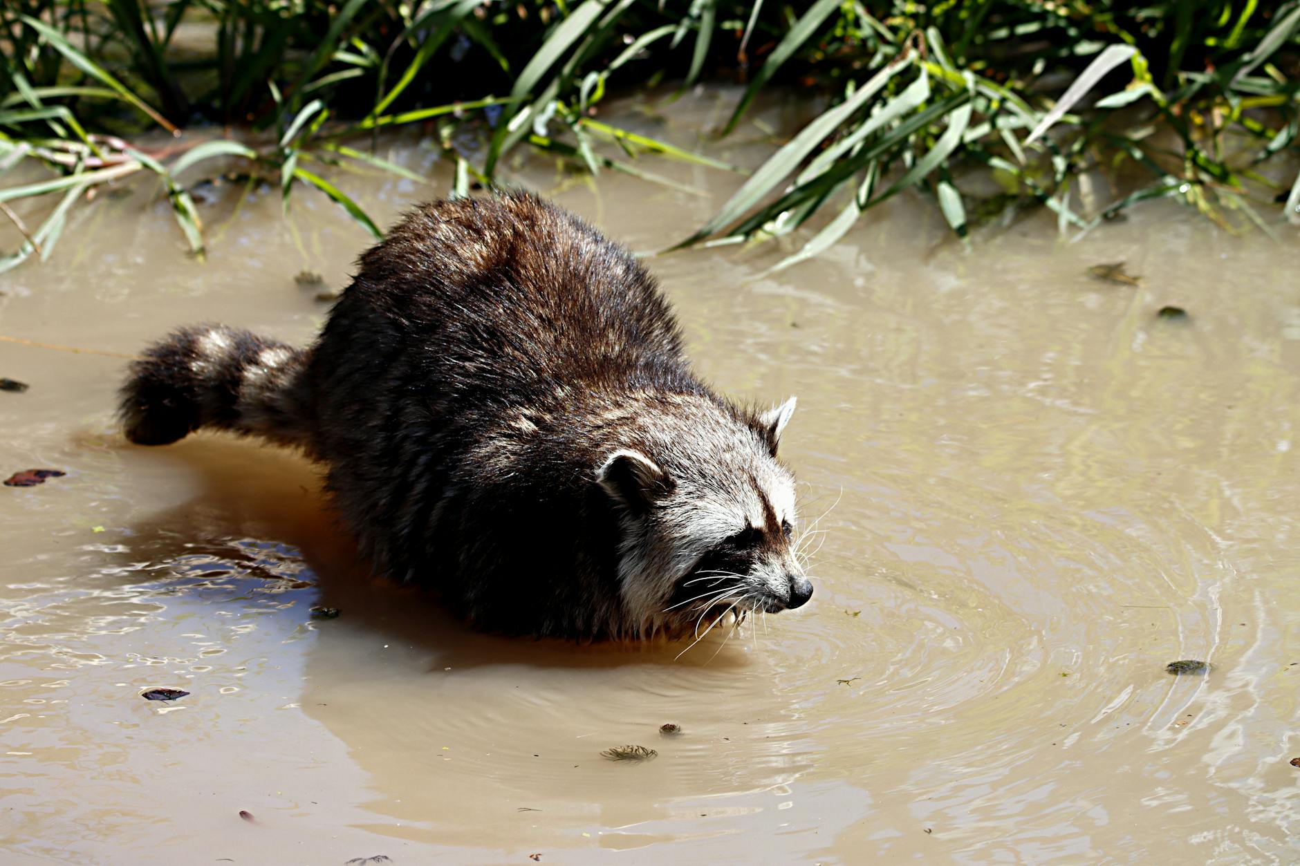 Pest Control service in Texas