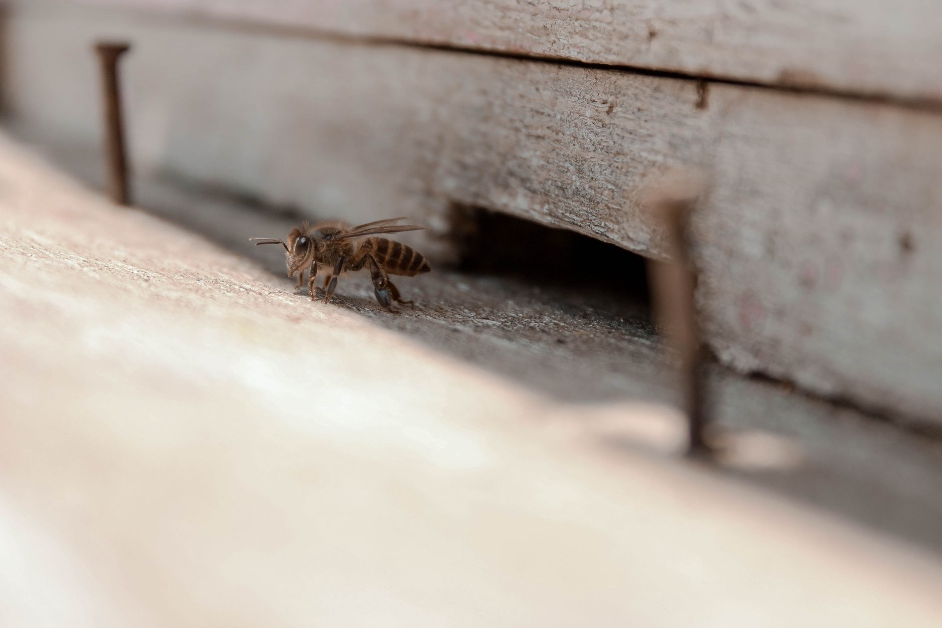 BugWater Pest Control Inc. — pest control in Plymouth, NC