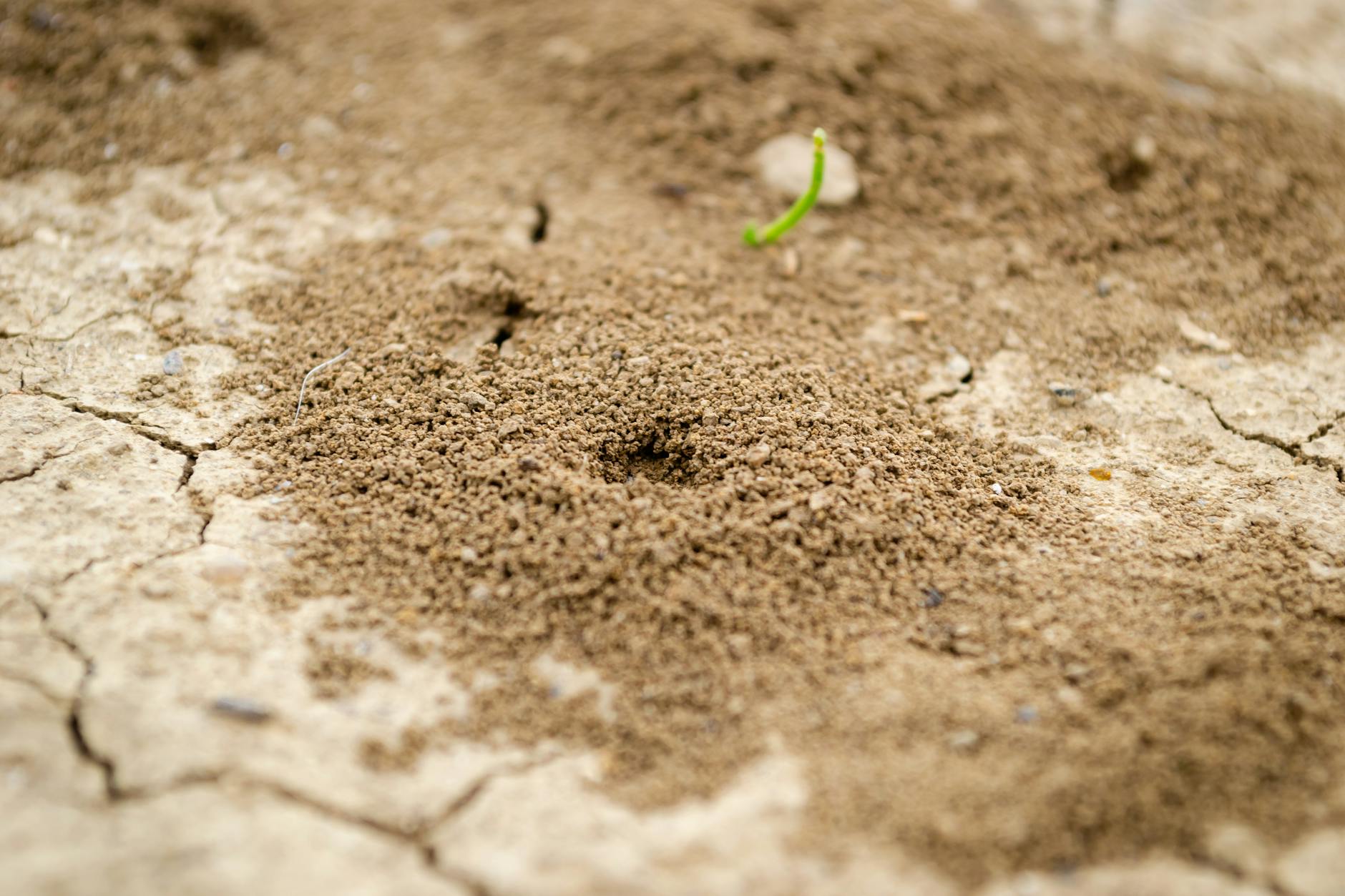 Astro Exterminating Services Inc — pest control in Parma, OH