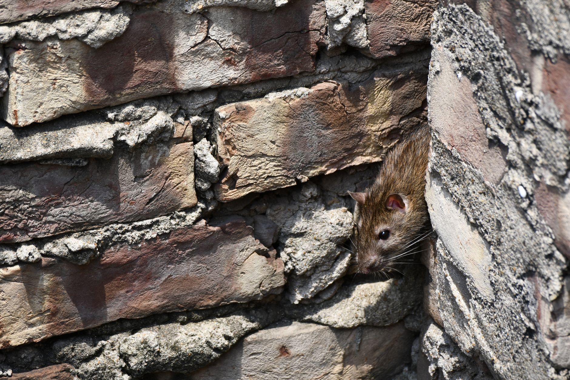 Chuck Bunch Pest Control Inc — pest control in Nashville, TN