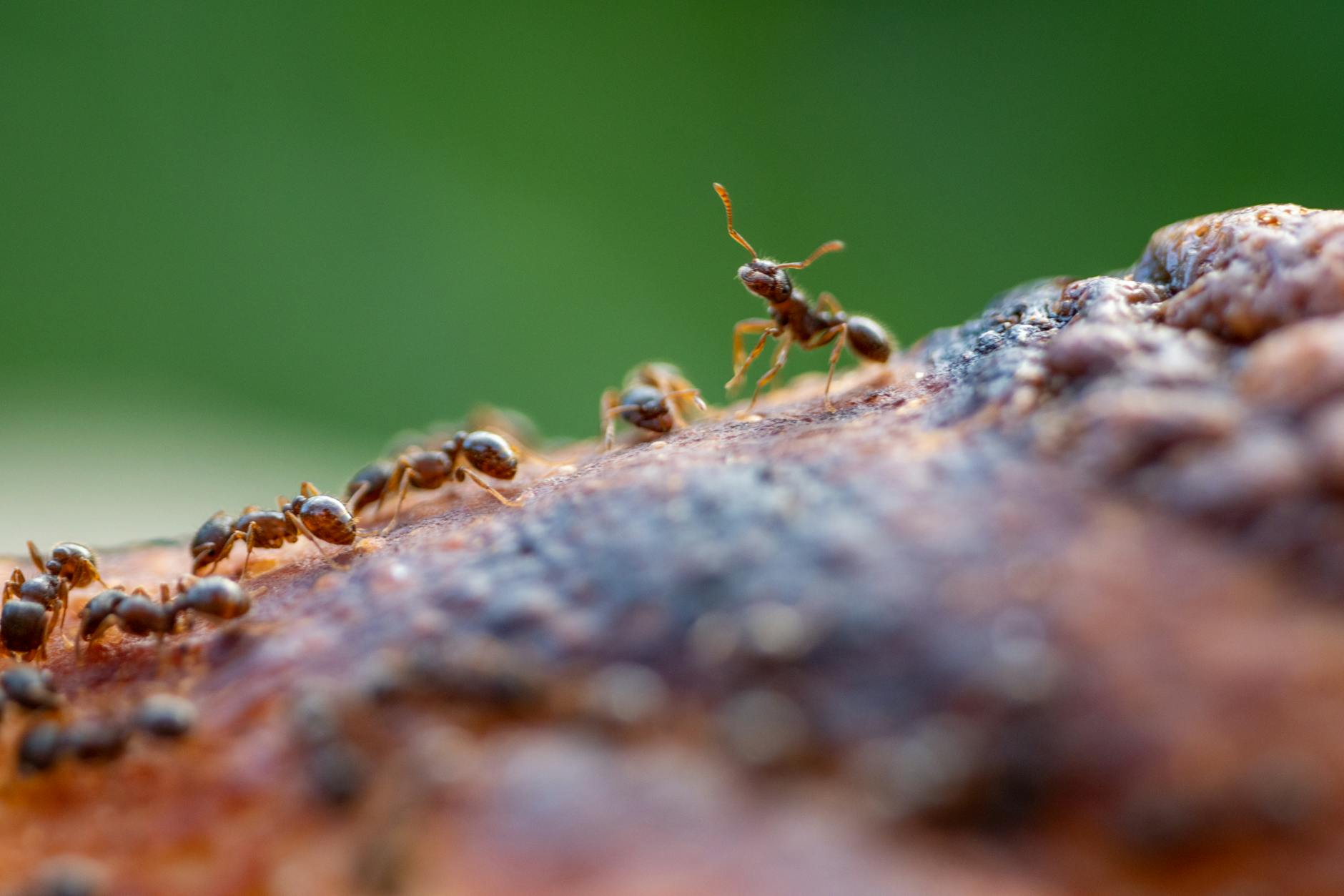 Pest Control service in Brownsville, TX