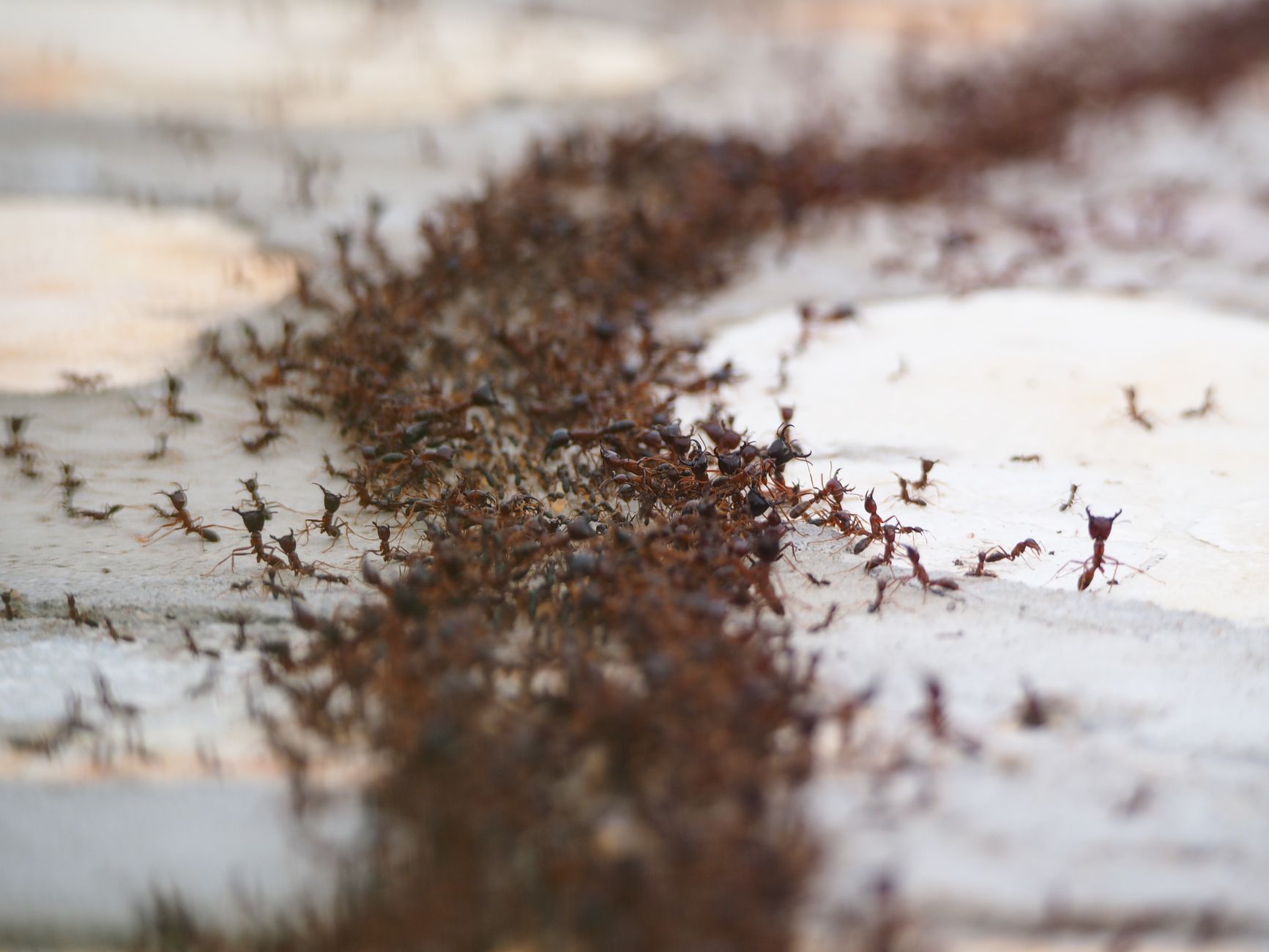 B & C Pest Control — pest control in San Diego, CA