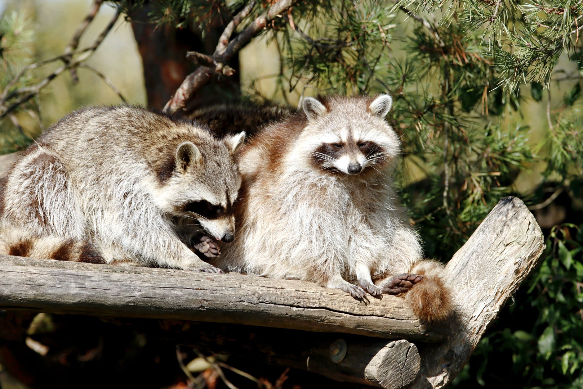 Pest Control service in Valparaiso, IN