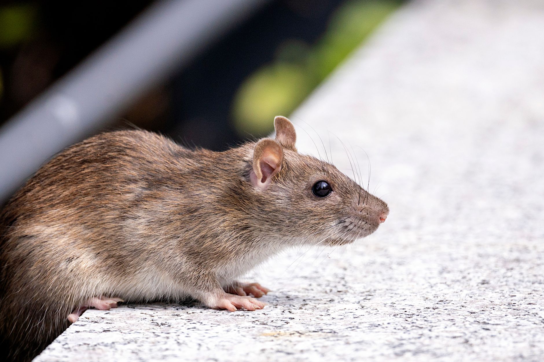 Wildlife removal in Danvers, MA