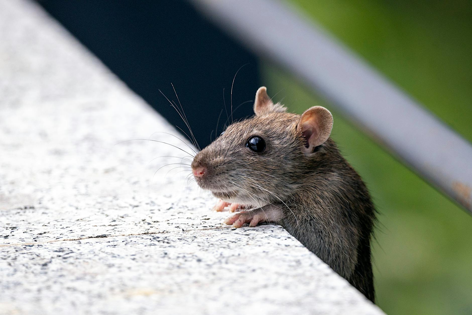 Central Termite & Pest Control — pest control in Canton, OH