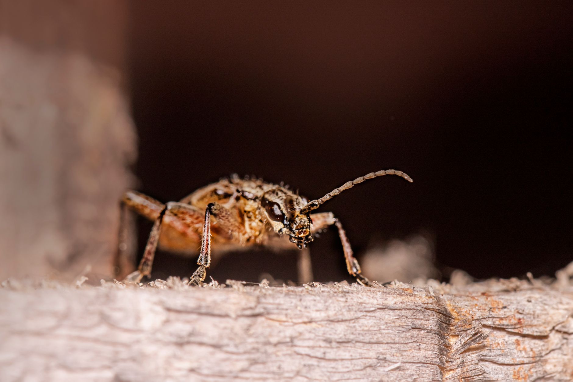 Pest Control Experts — pest control in Lake City, FL