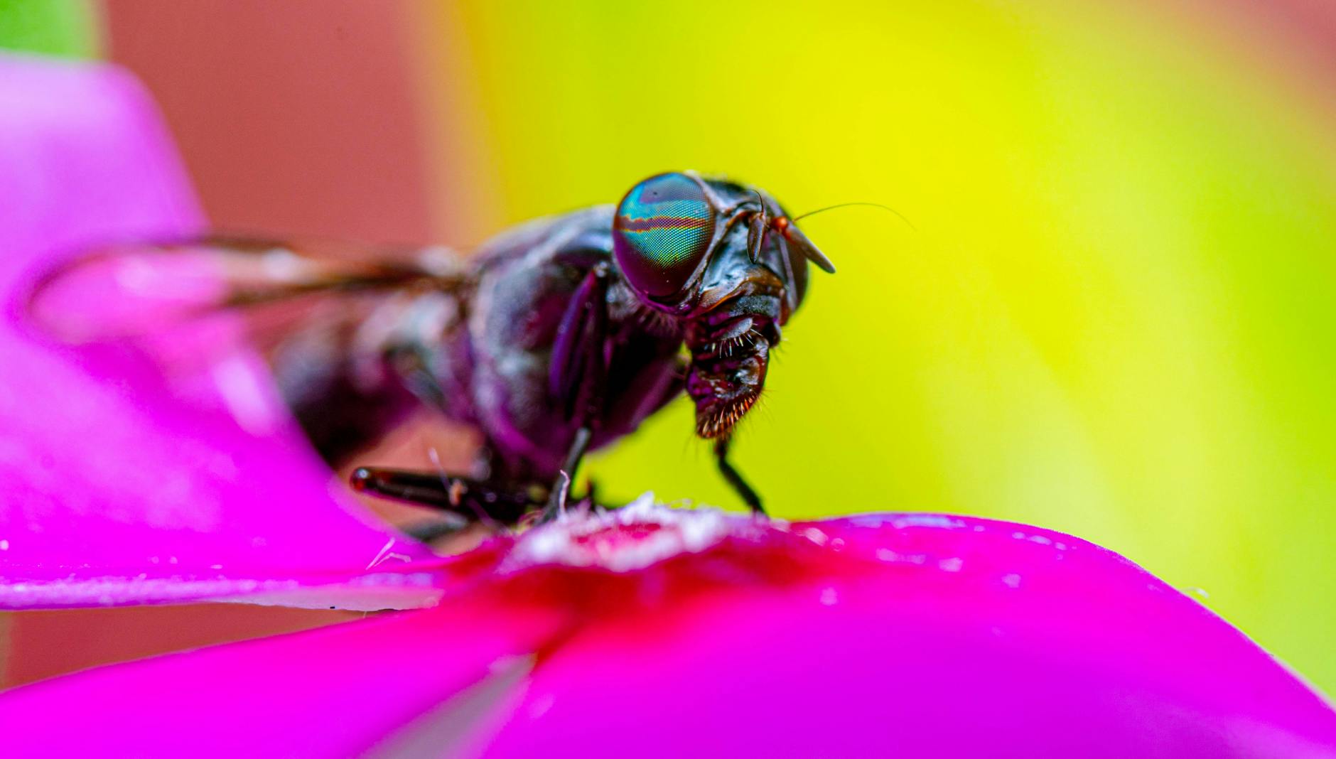 Pest Control service in Chapel Hill, NC