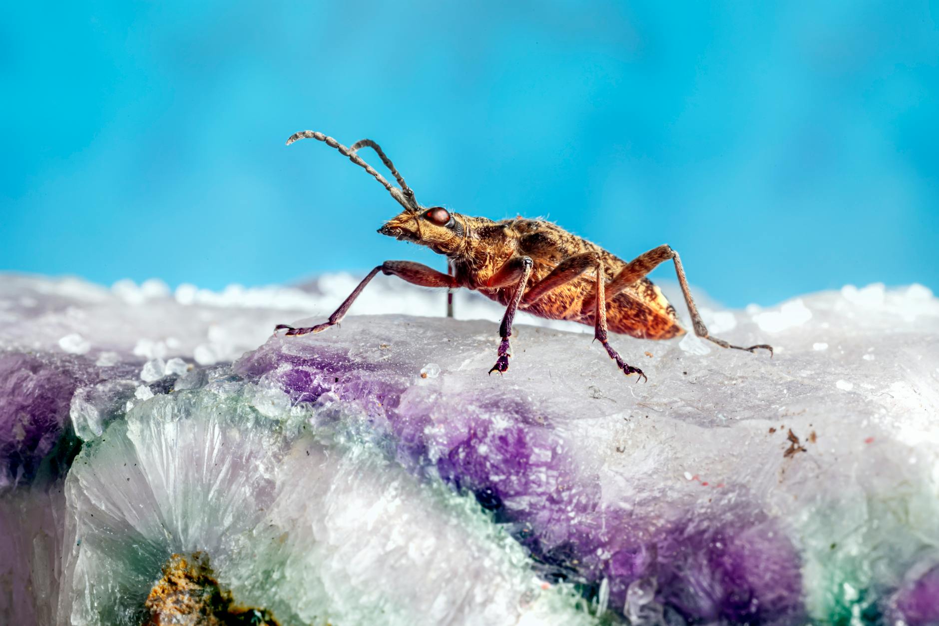 Wildlife removal in Greensboro, NC