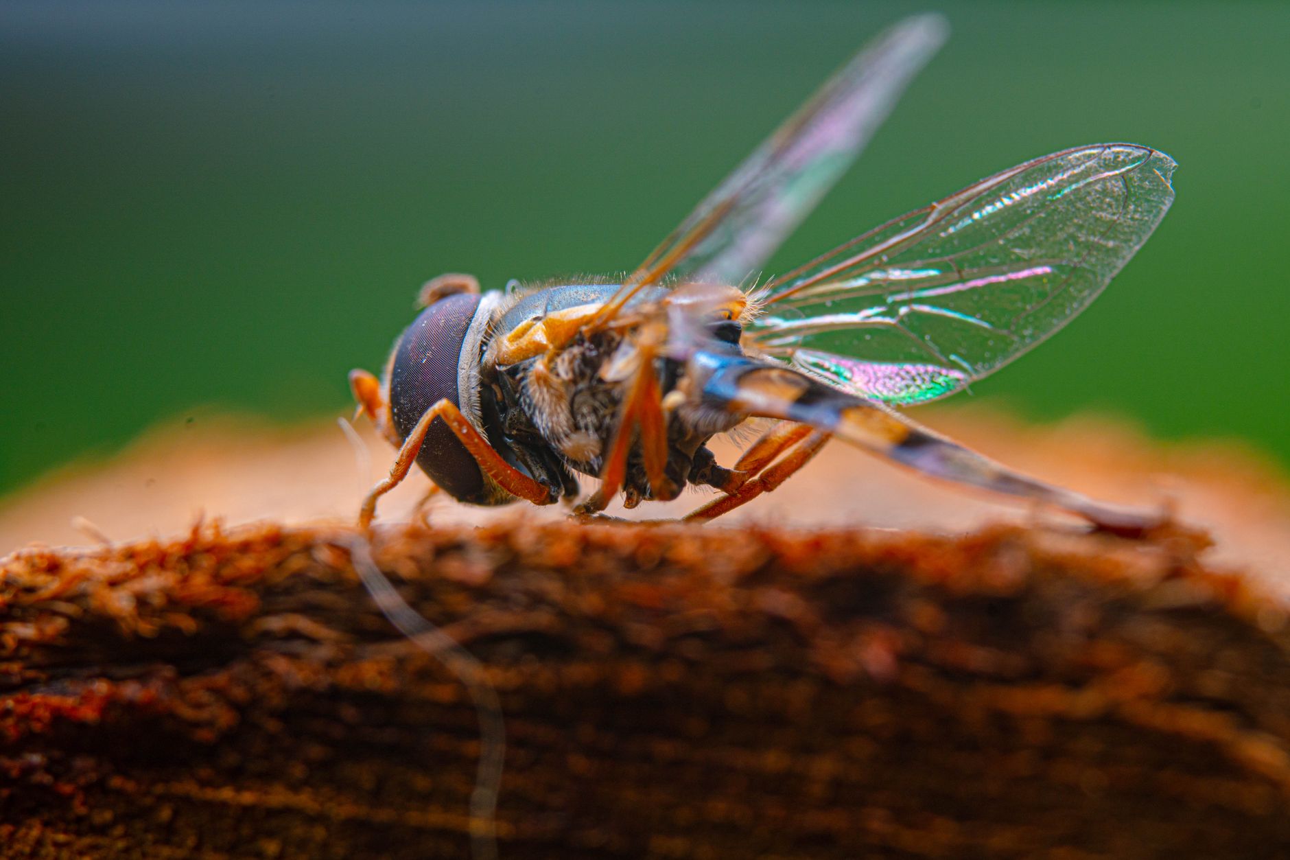 General pest control in Novi, MI
