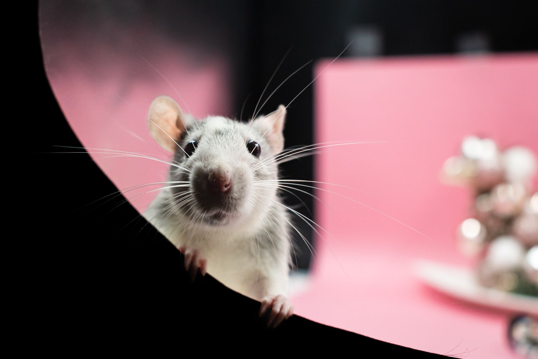 Clarksville Pest Control — pest control in Waterford, MI