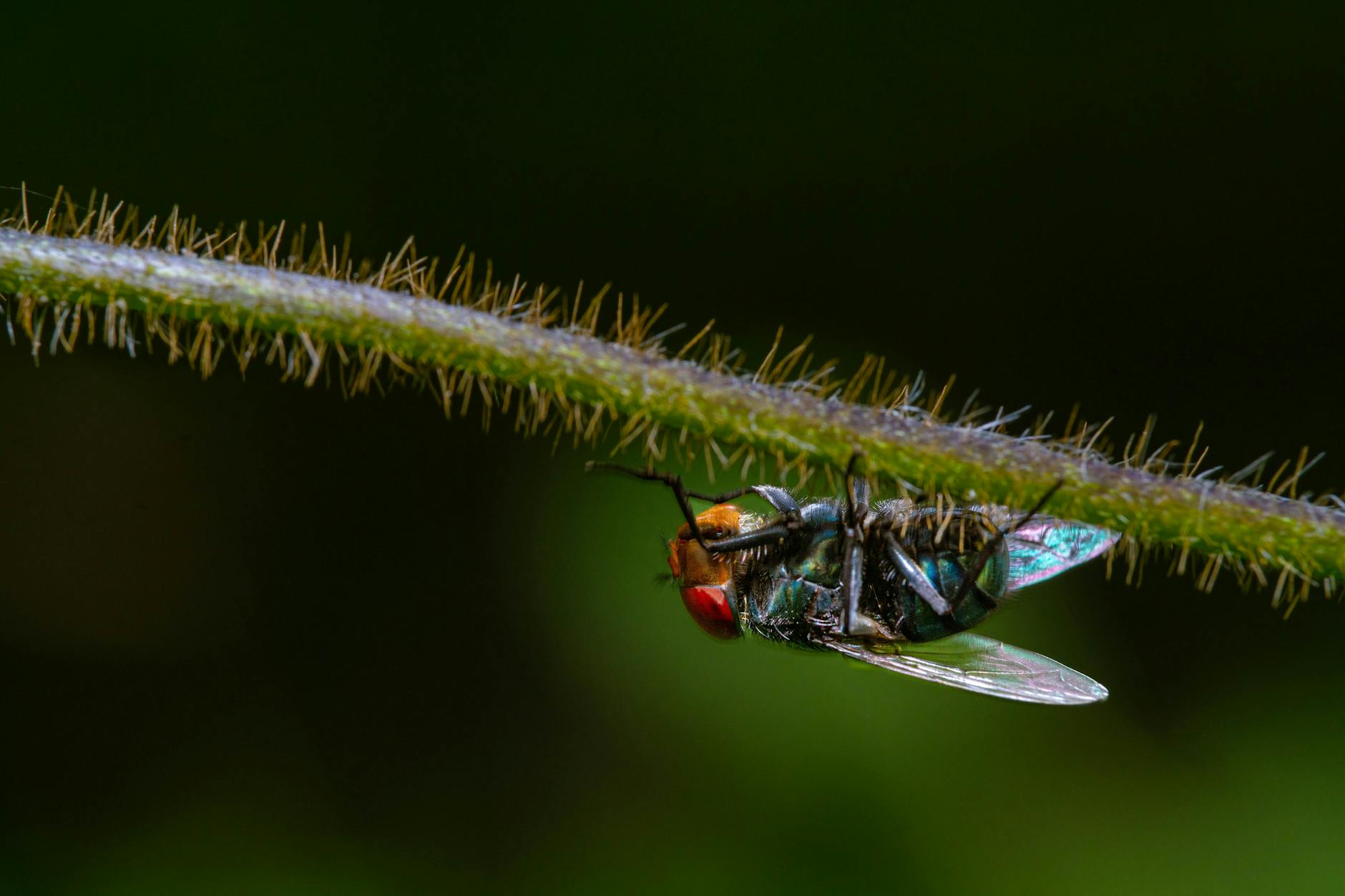 Loveliest Village Pest Control Company — pest control in Pine Knoll Shores, NC