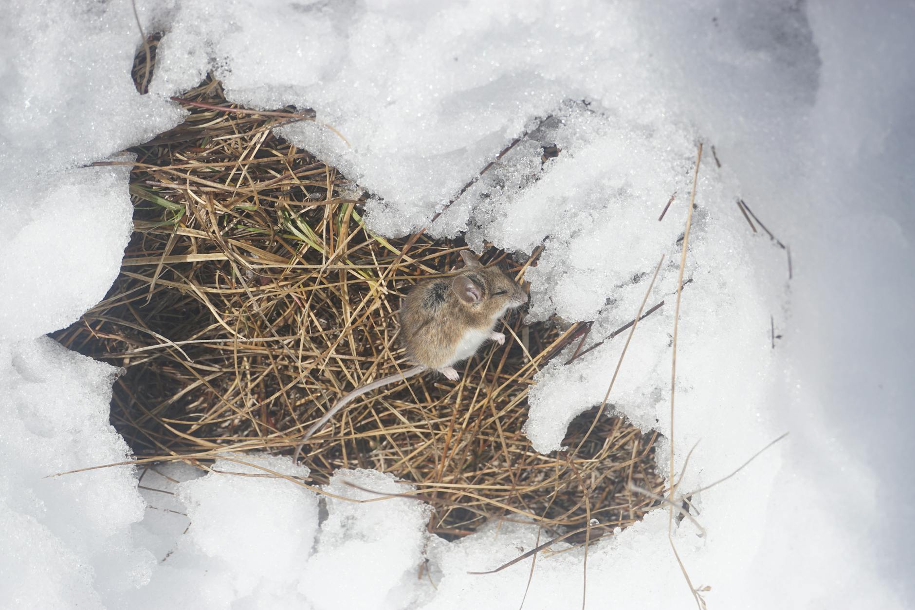 Pest Control service in Bowling Green, KY