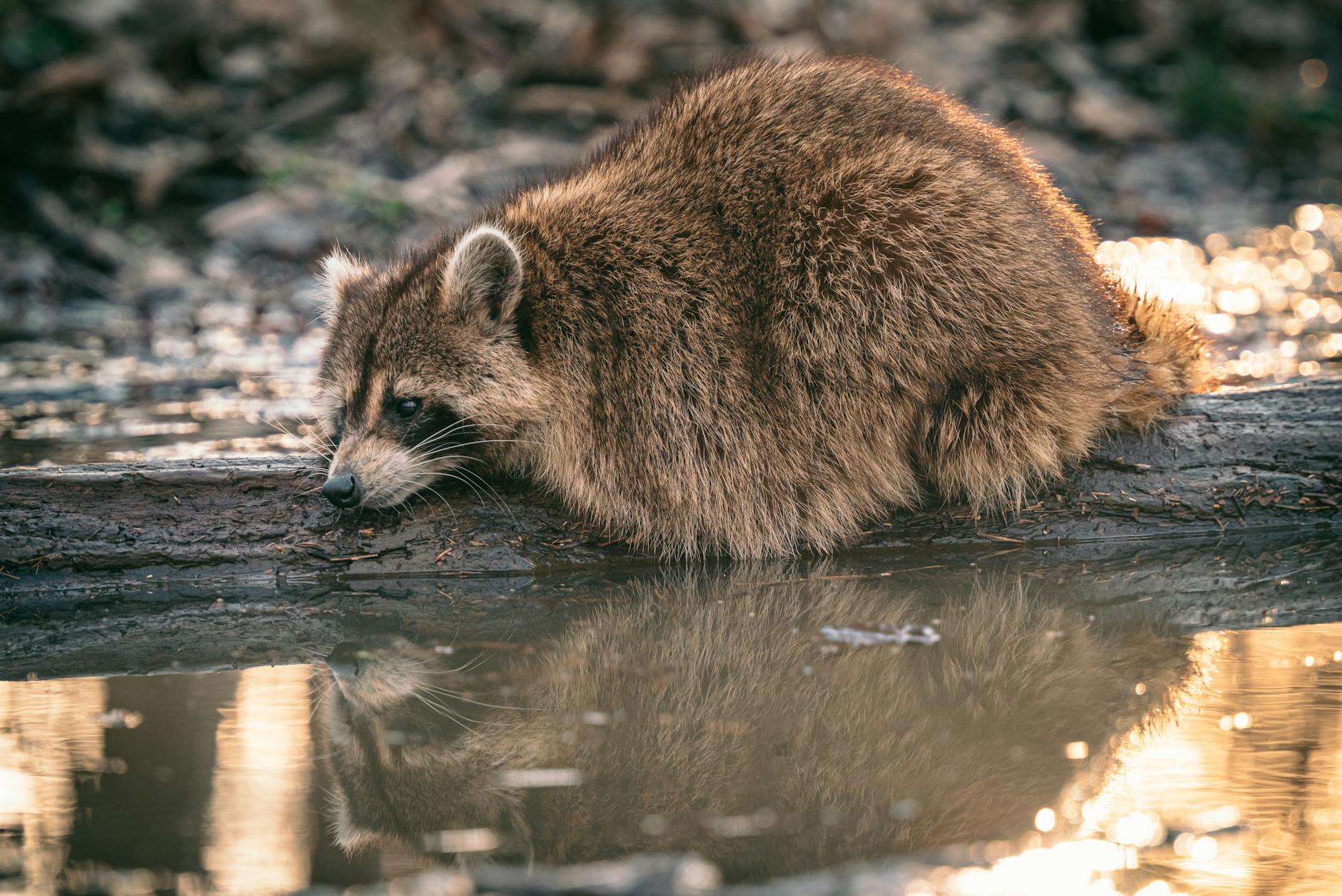 Rockies Pest Control Solutions — pest control in Northborough, MA