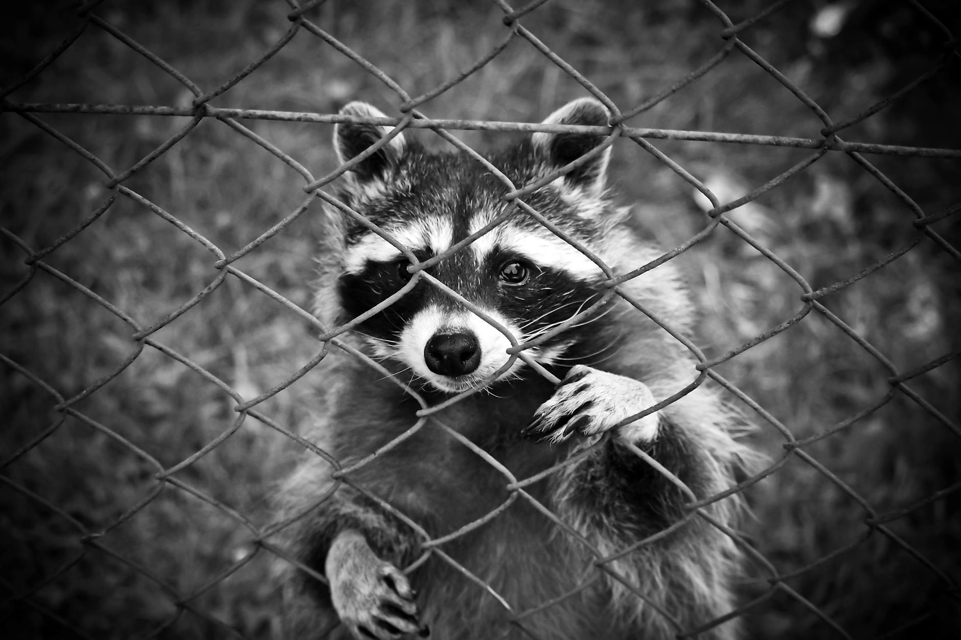 Pest Control service in Mount Clemens, MI
