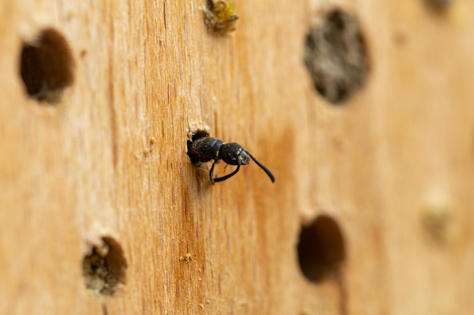 Termite control in Naples, FL