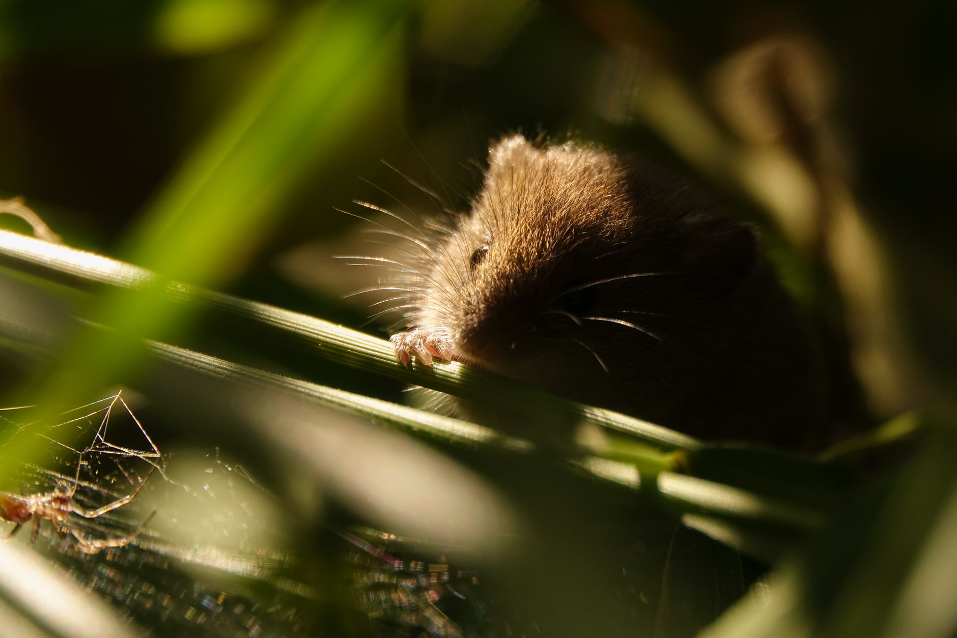 Accu Tech Exterminators — pest control in Kansas City, MO