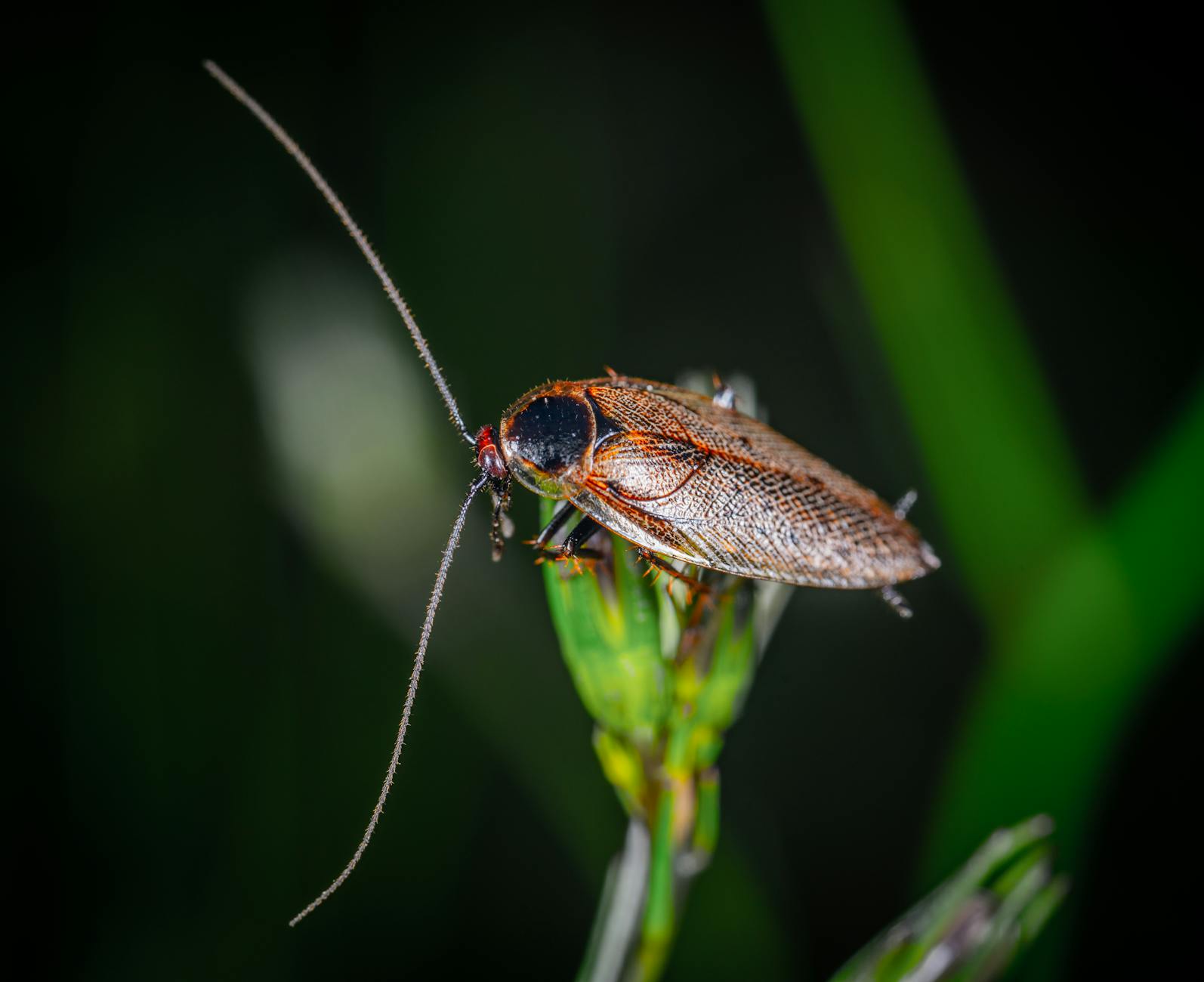 Pest Control service in West Palm Beach, FL