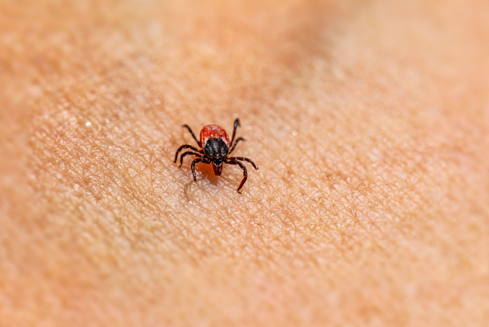 Pest Control service in California